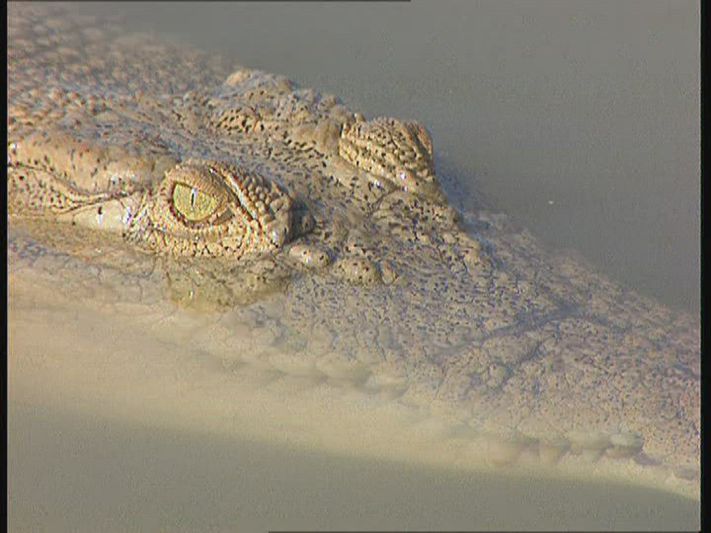 322493527 / Saltwater Crocodile / Body Part / Australia
