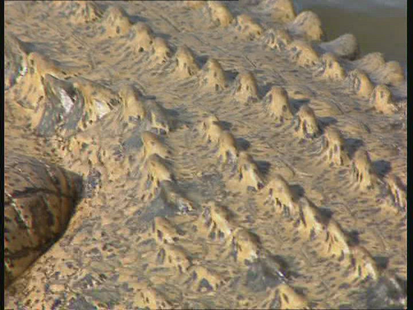 690148649 / Saltwater Crocodile / Body Part / Australia