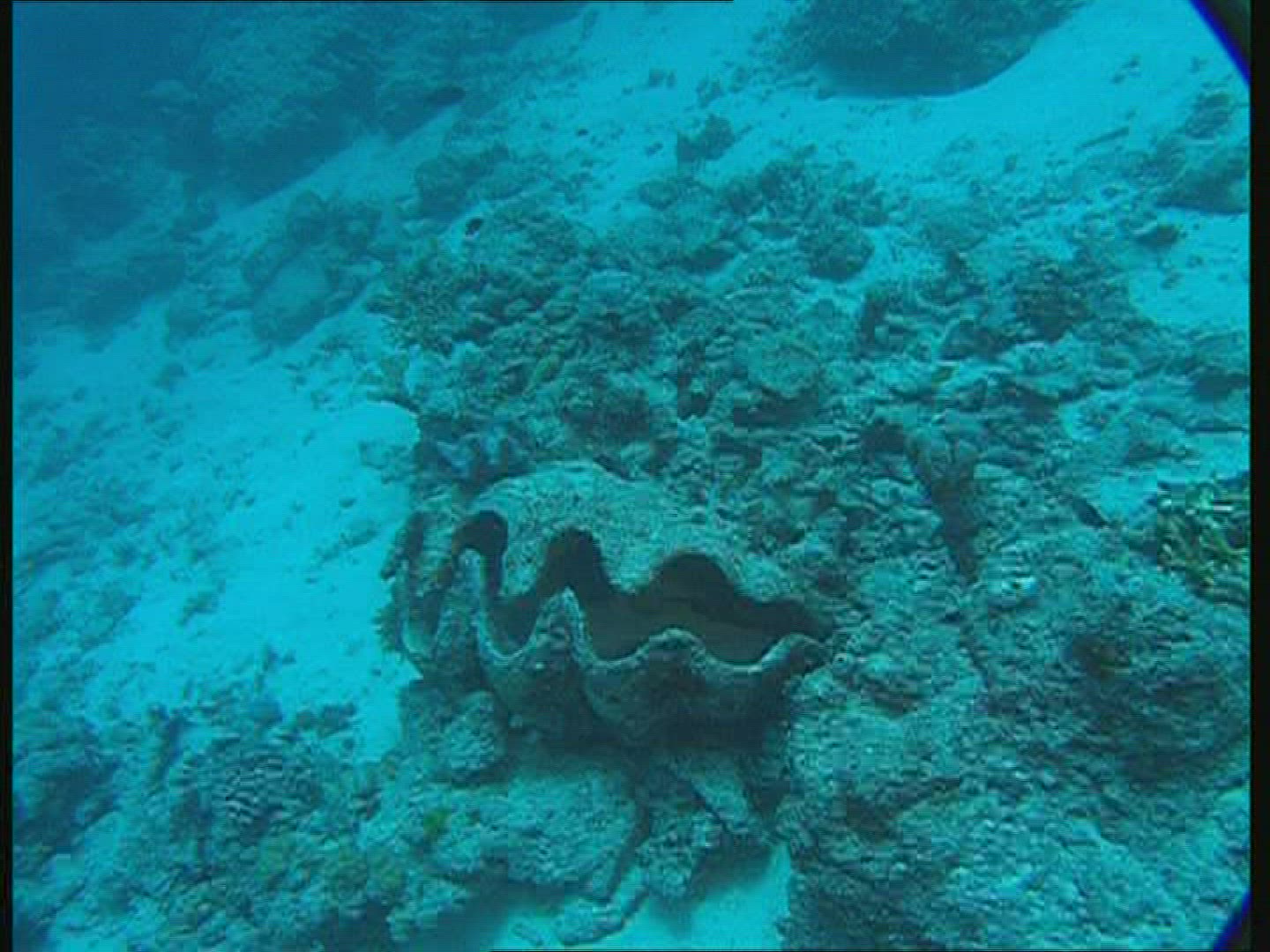 921493475 / Animal / Great Barrier Reef / Australia