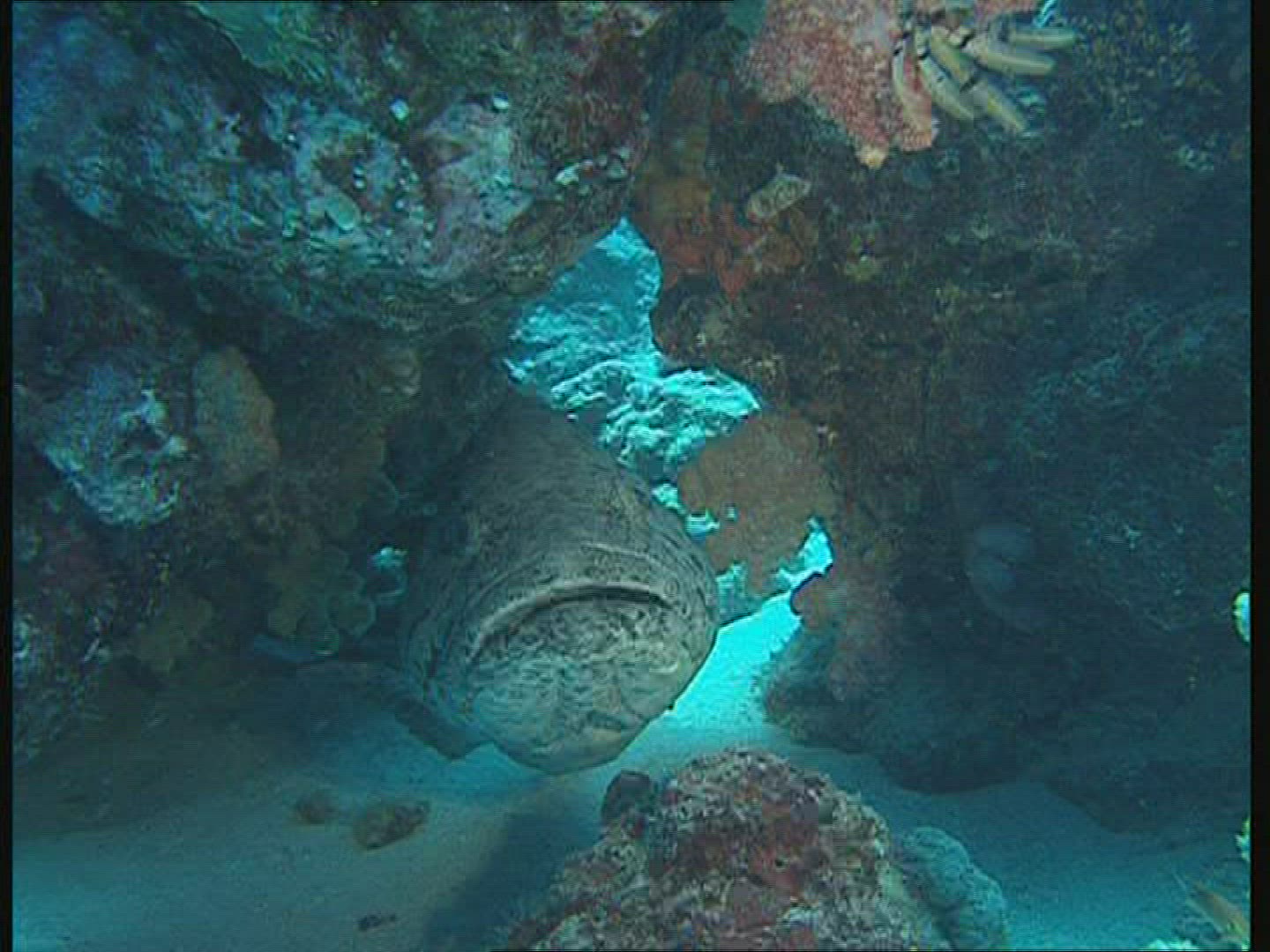 669353806 / Bass / Great Barrier Reef / Australia
