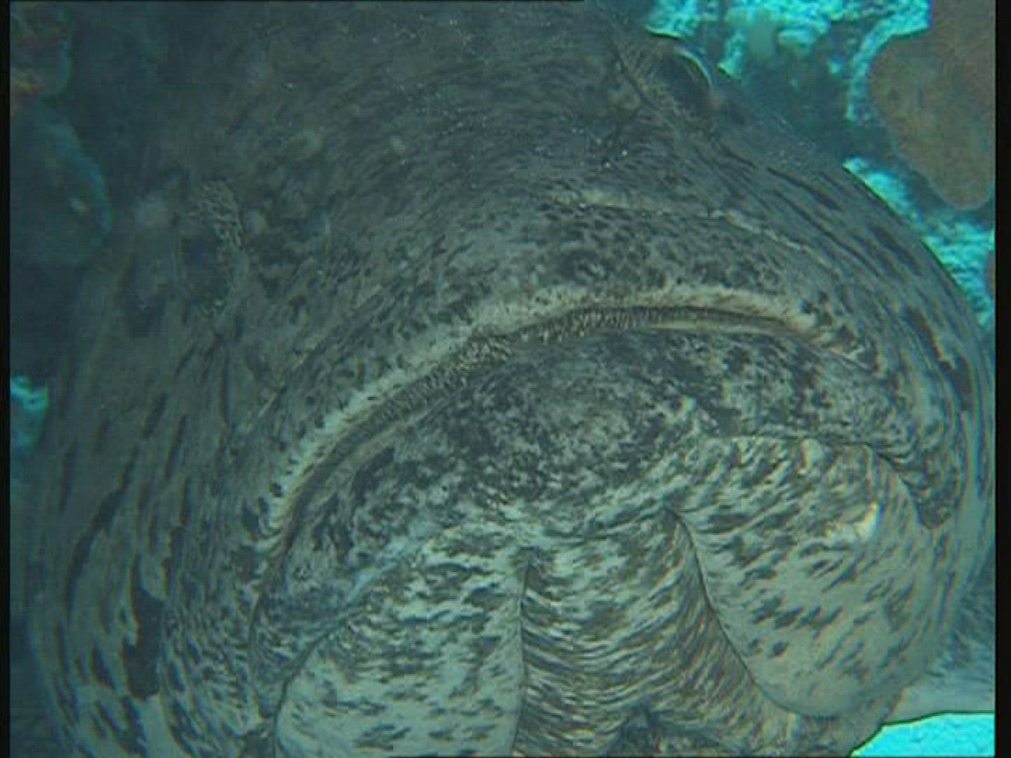 355513427 / Bass / Great Barrier Reef / Australia