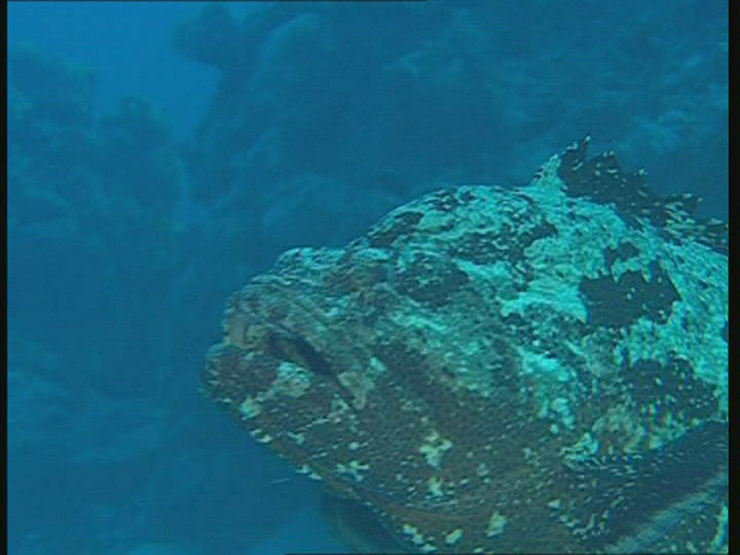 122968712 / Bass / Great Barrier Reef / Australia