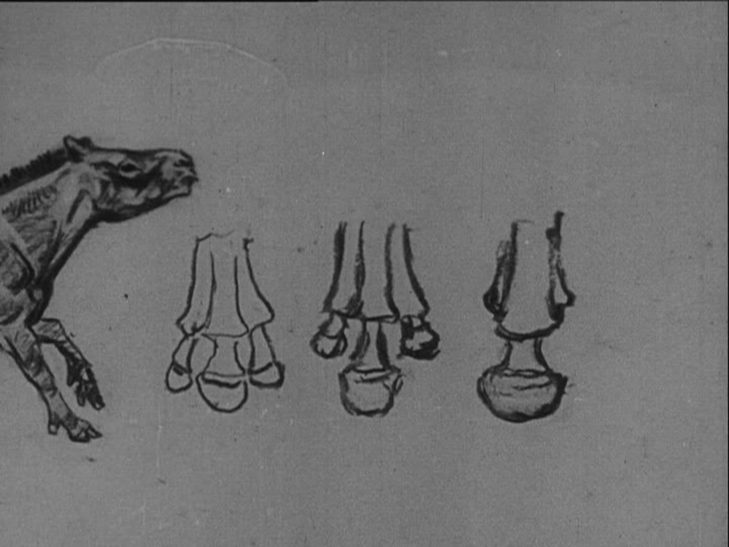 282677140 / Propaleotherium Parvulum / Zoology / Germany