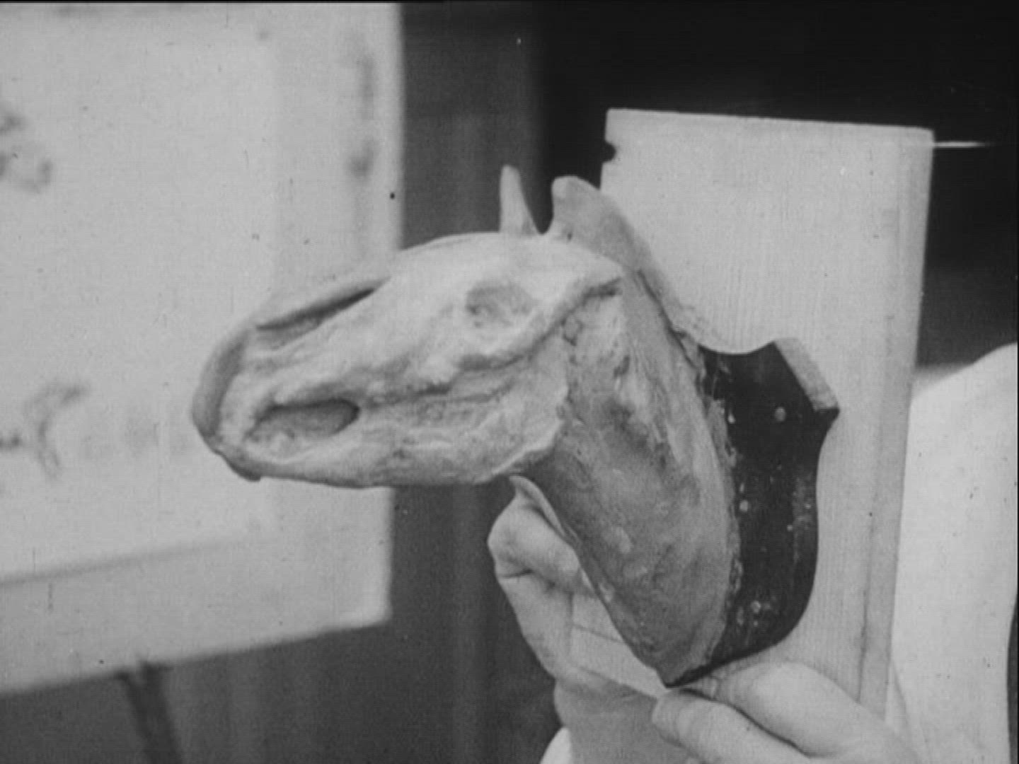 658748298 / Propaleotherium Parvulum / Zoology / Germany