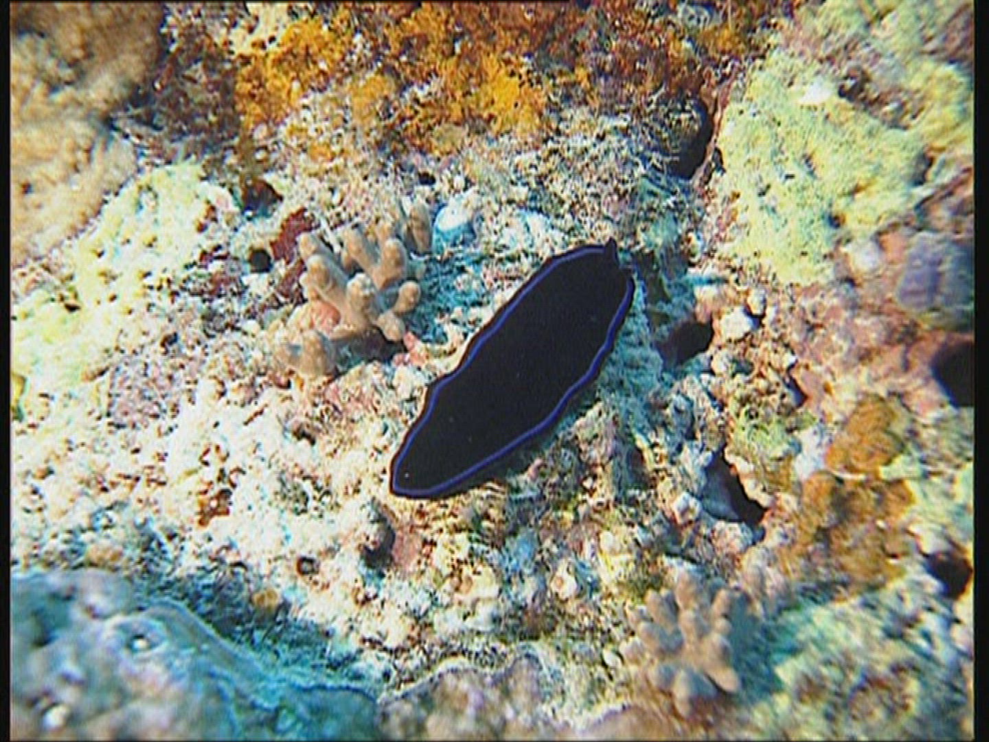 882126187 / Animal / Great Barrier Reef / Australia