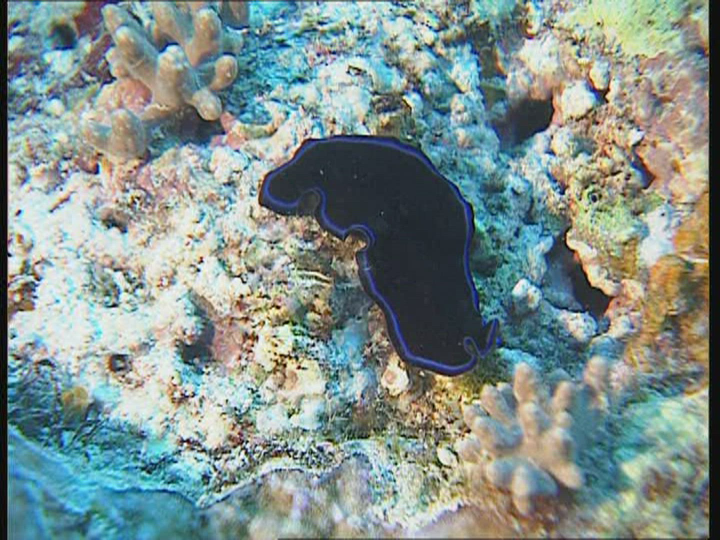628339581 / Animal / Great Barrier Reef / Australia