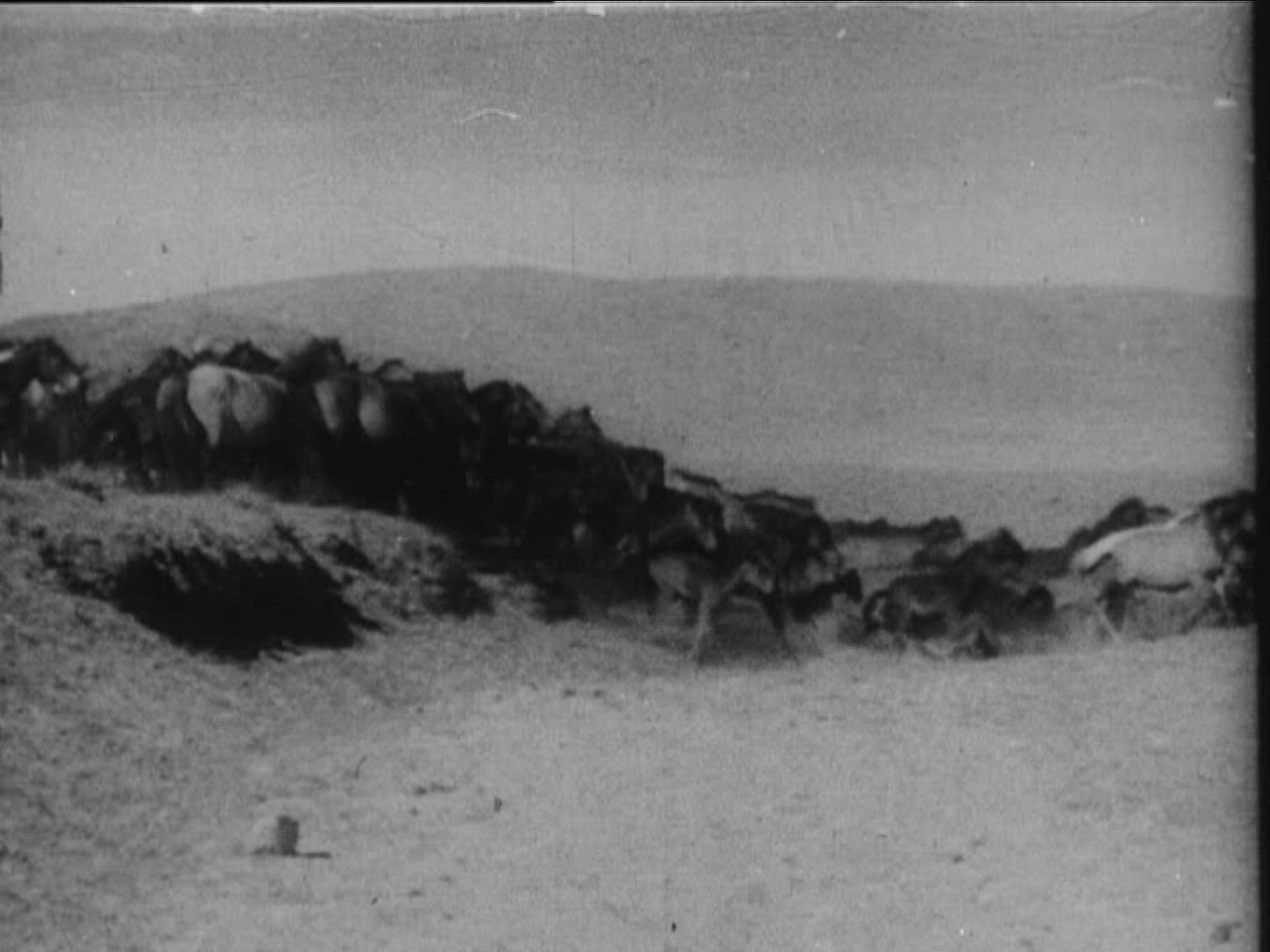 147179644 / Propaleotherium Parvulum / Mongolian Horse / Mongolia