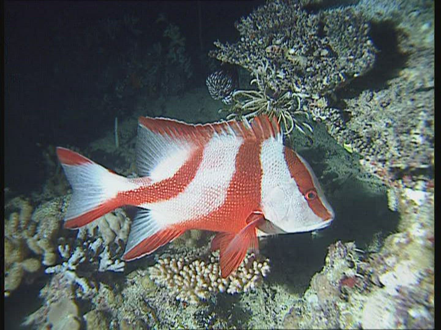 133483268 / Snapper / Great Barrier Reef / Australia