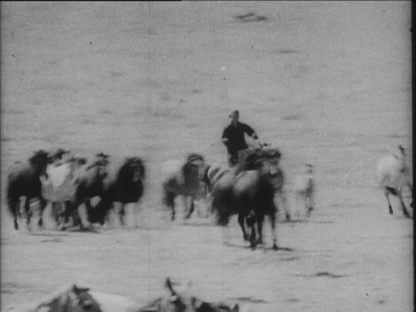 623099045 / Propaleotherium Parvulum / Mongolian Horse / Mongolia