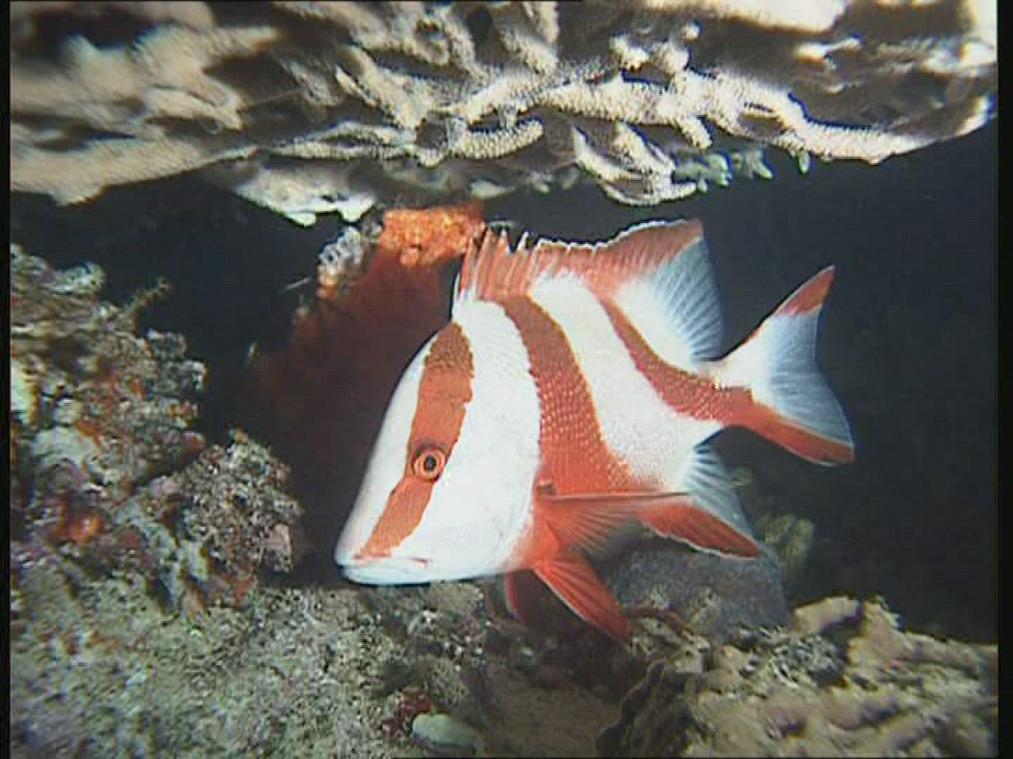 365219560 / Snapper / Great Barrier Reef / Australia