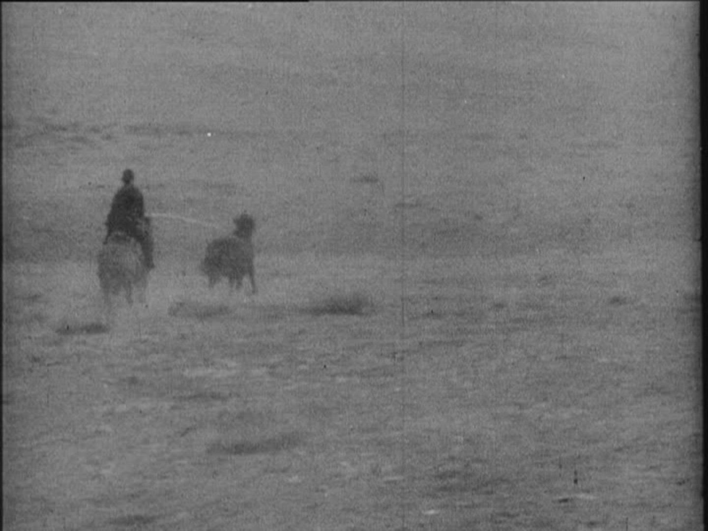 684041274 / Propaleotherium Parvulum / Mongolian Horse / Mongolia