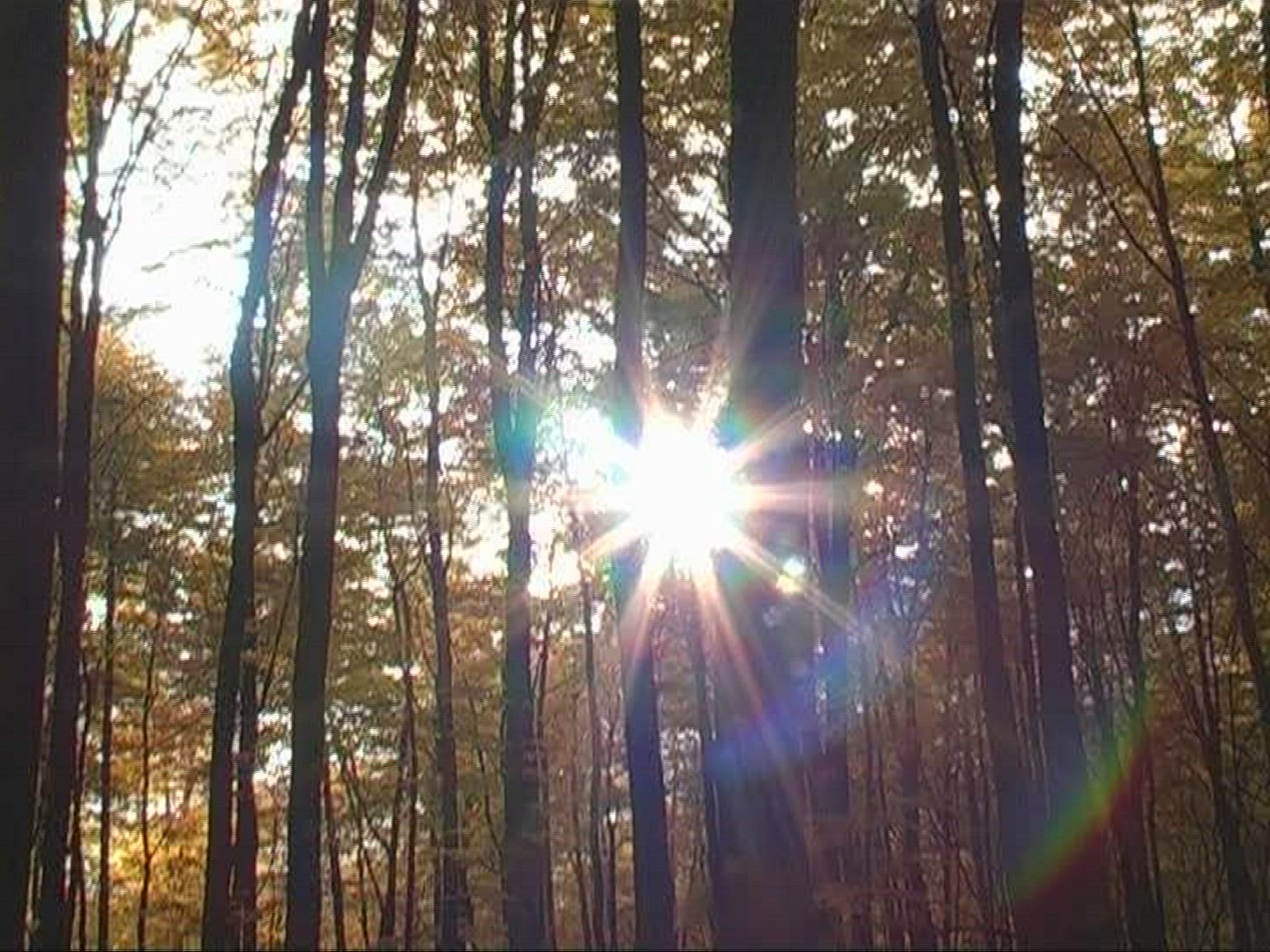 479773689 / Forest / Autumn / Spessart / Germany