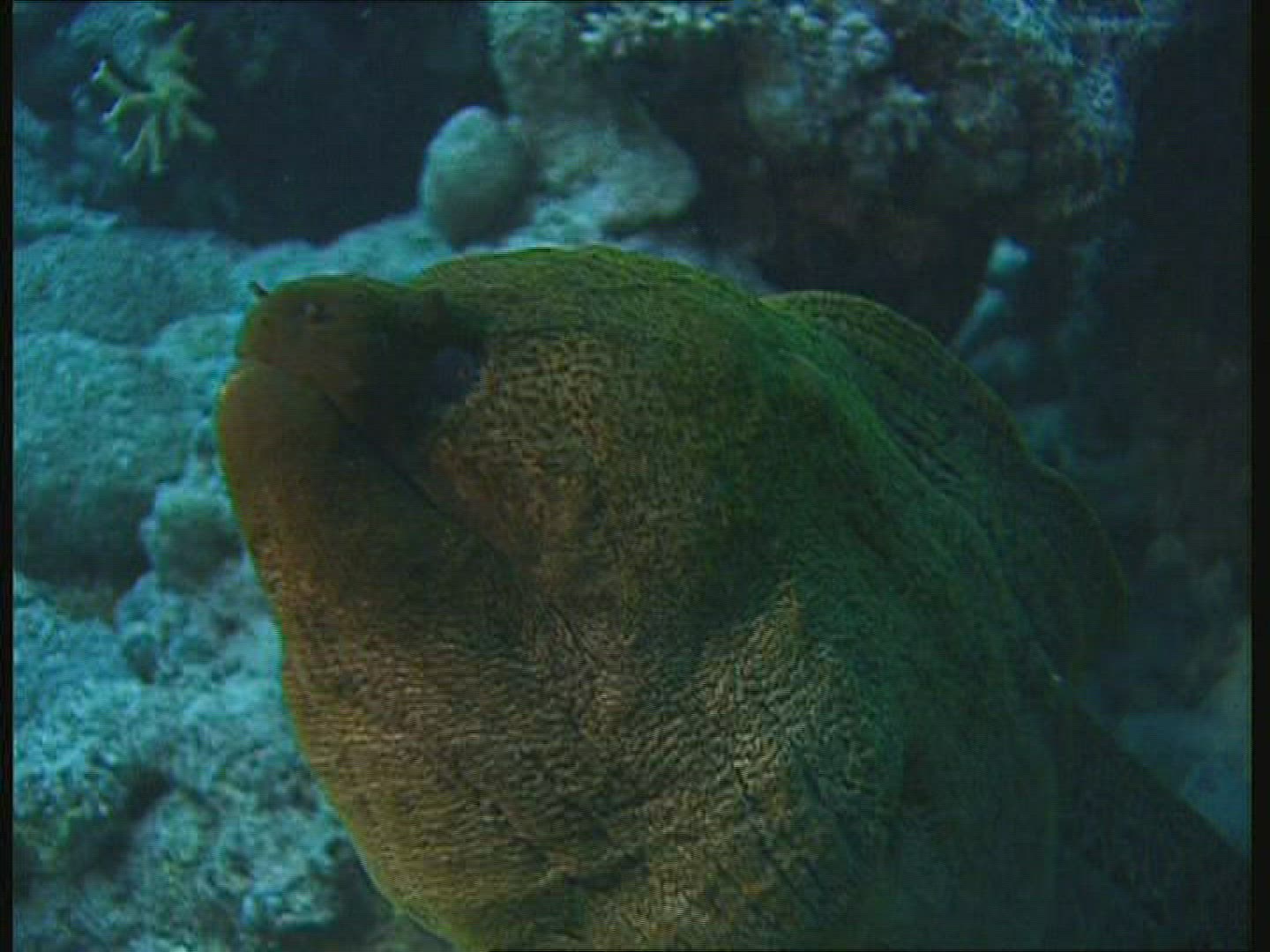 111174682 / Giant Moray / Great Barrier Reef / Australia
