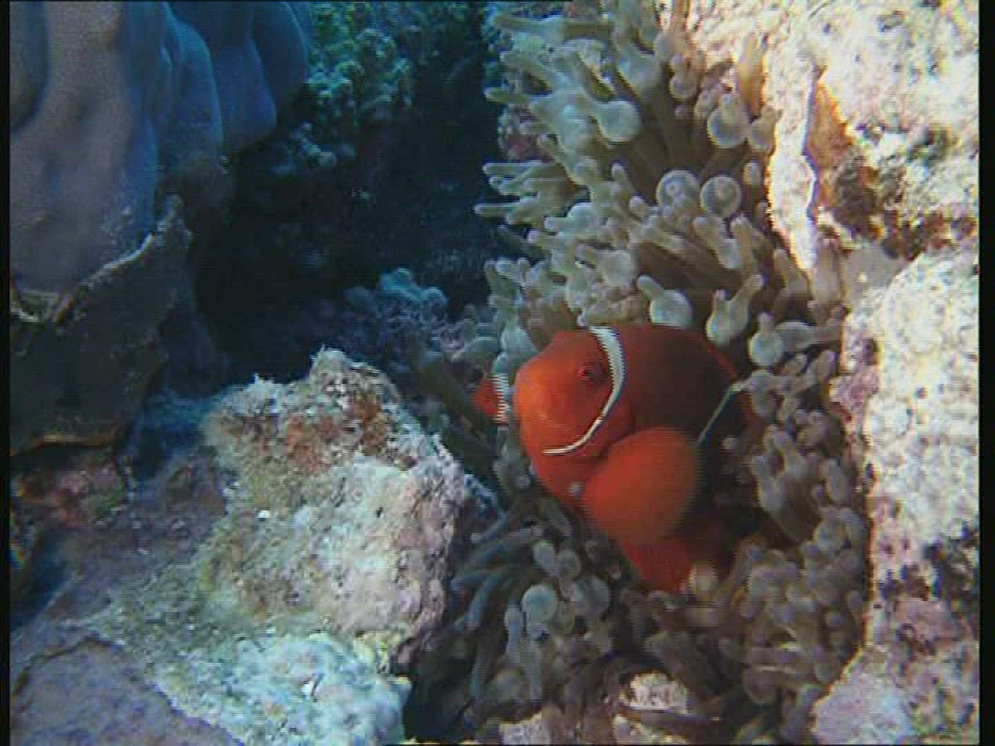 330189030 / Amphiprioninae / Great Barrier Reef / Australia