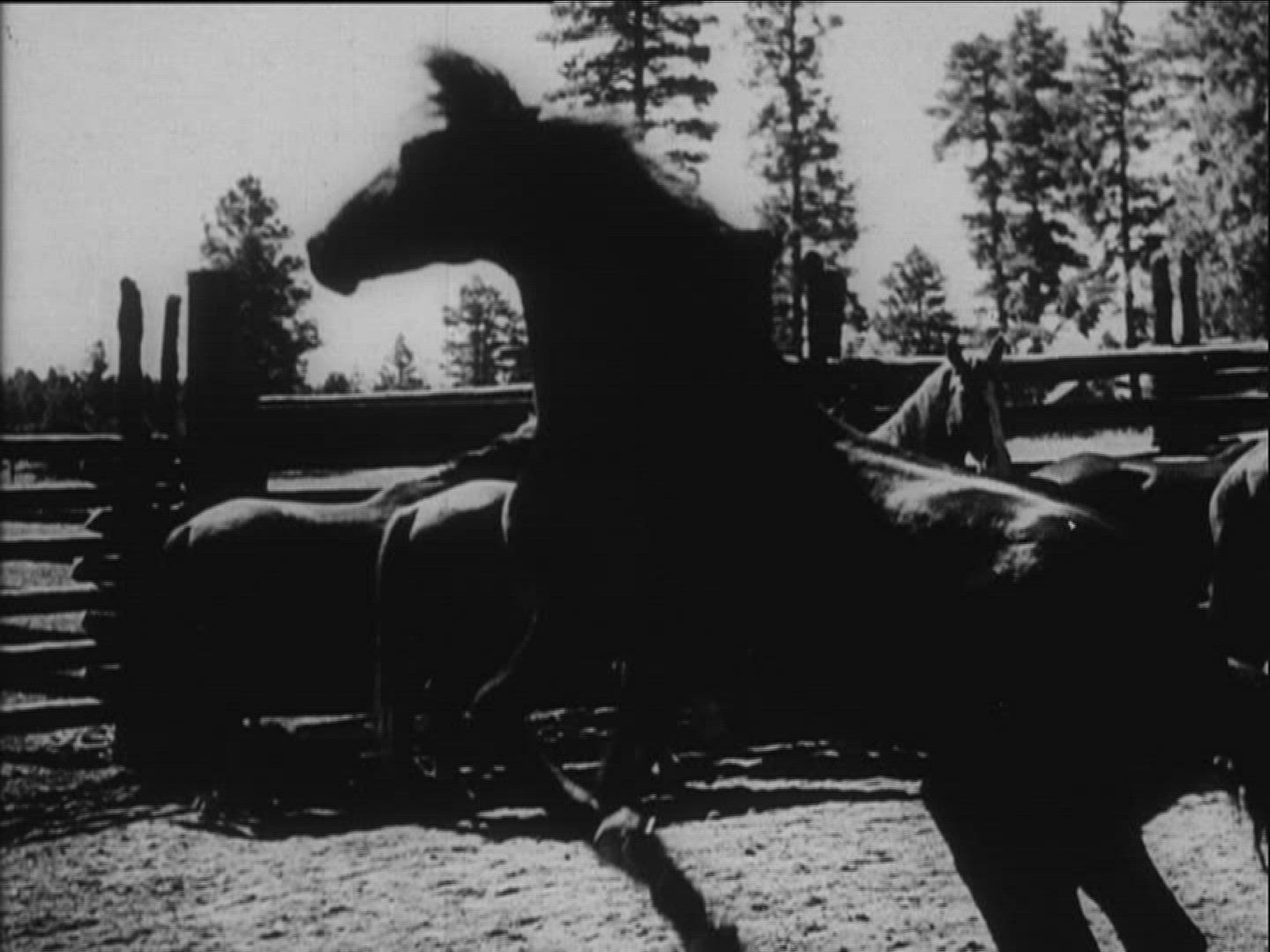 212926194 / Horse Breed / Keeping of Animals / USA