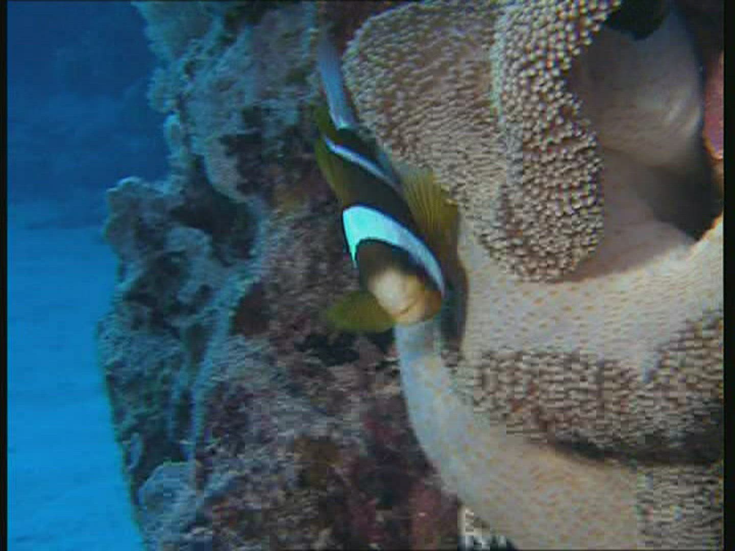 872388702 / Amphiprioninae / Great Barrier Reef / Australia