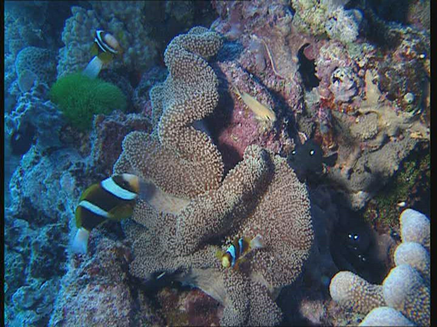 147975969 / Amphiprioninae / Great Barrier Reef / Australia