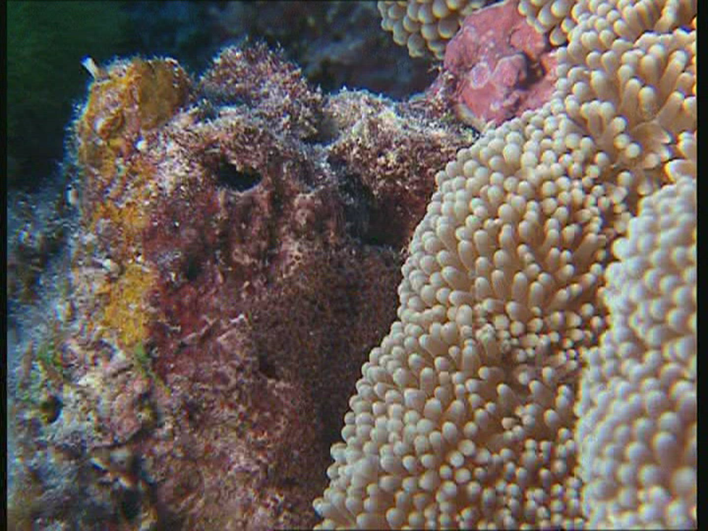191511687 / Amphiprioninae / Great Barrier Reef / Australia