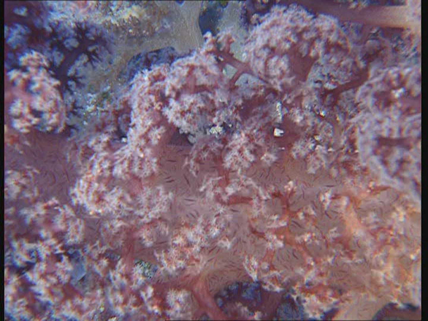 467701332 / Coral / Great Barrier Reef / Australia