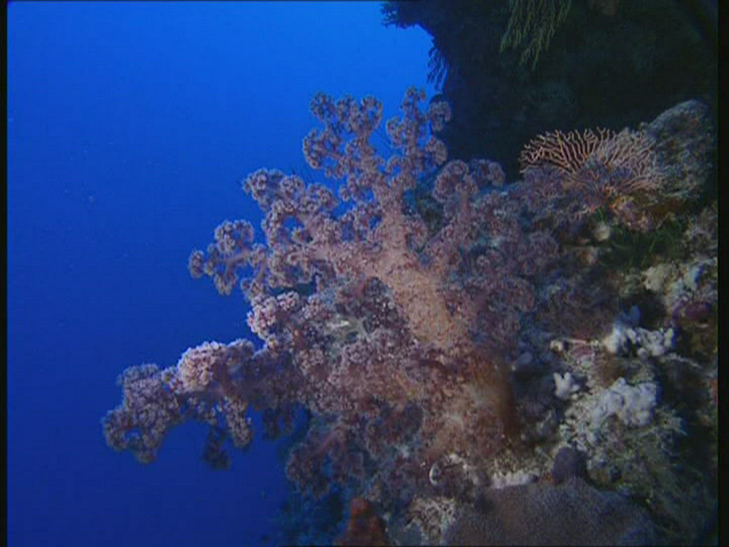 167897746 / Coral / Great Barrier Reef / Australia