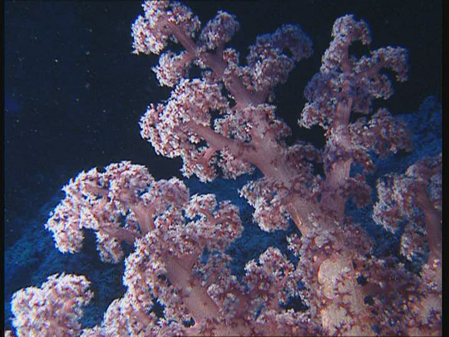 260541089 / Coral / Great Barrier Reef / Australia