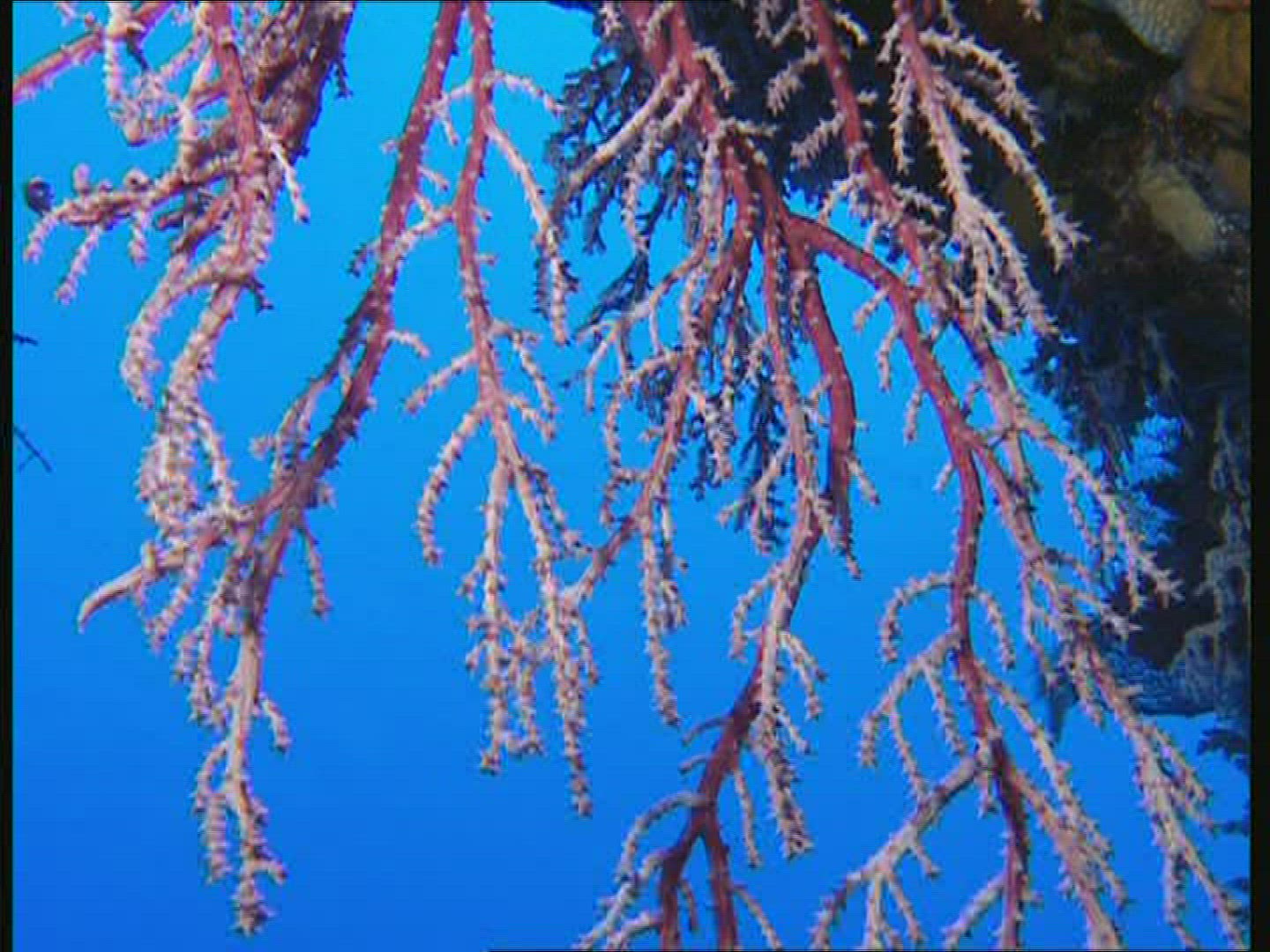 613847064 / Coral / Great Barrier Reef / Australia