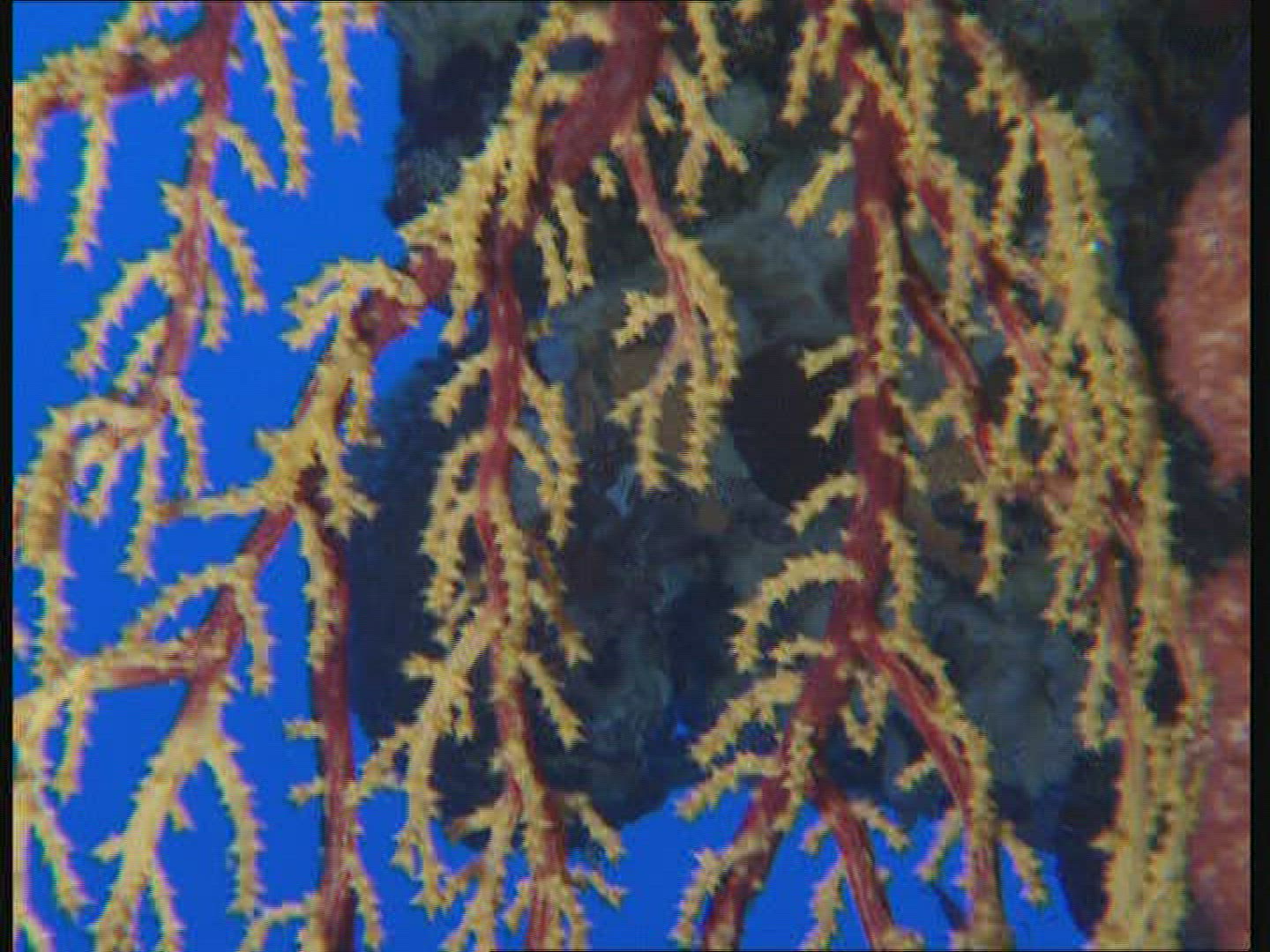 258776346 / Coral / Great Barrier Reef / Australia