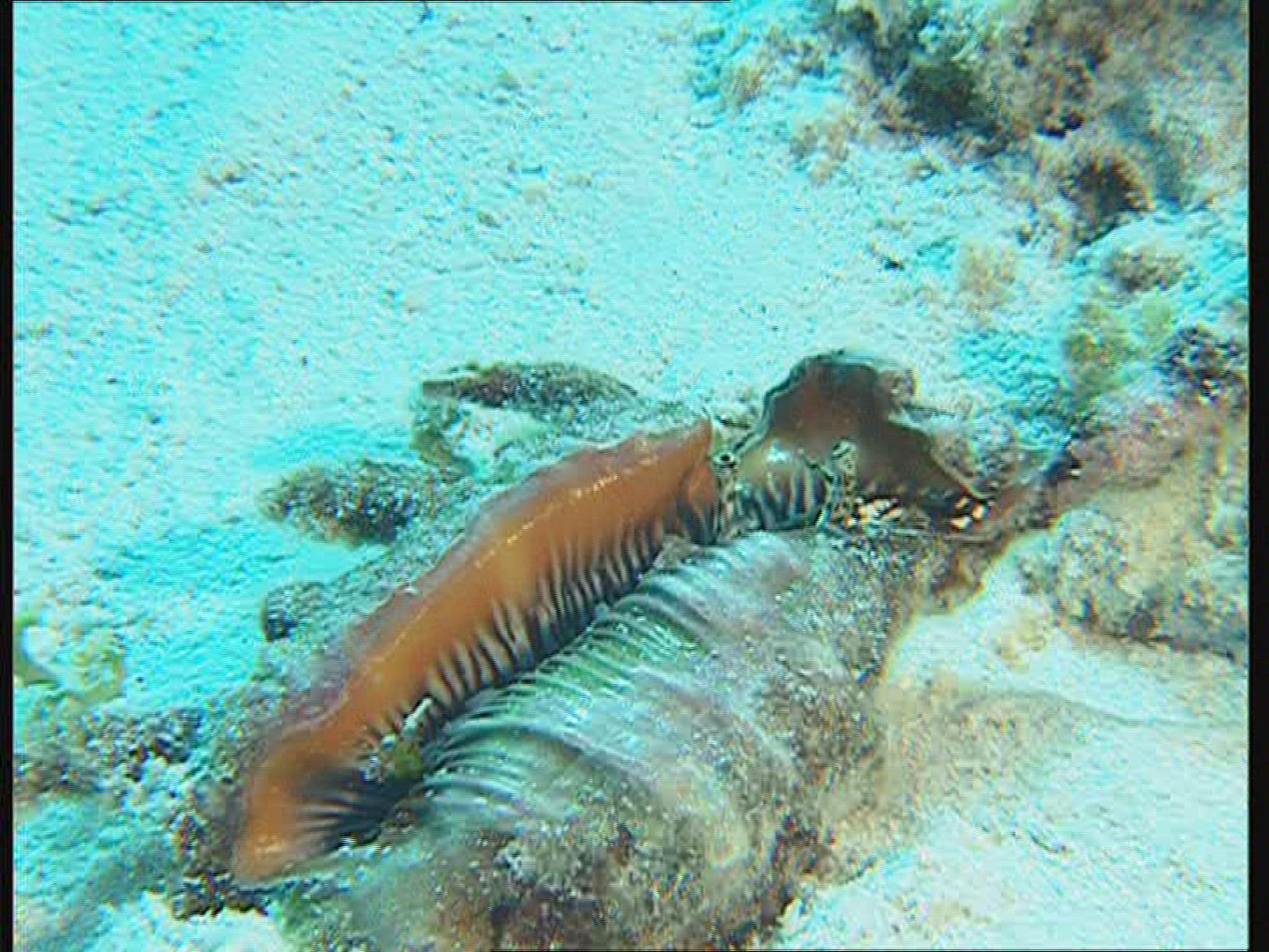 381839961 / Animal / Great Barrier Reef / Australia