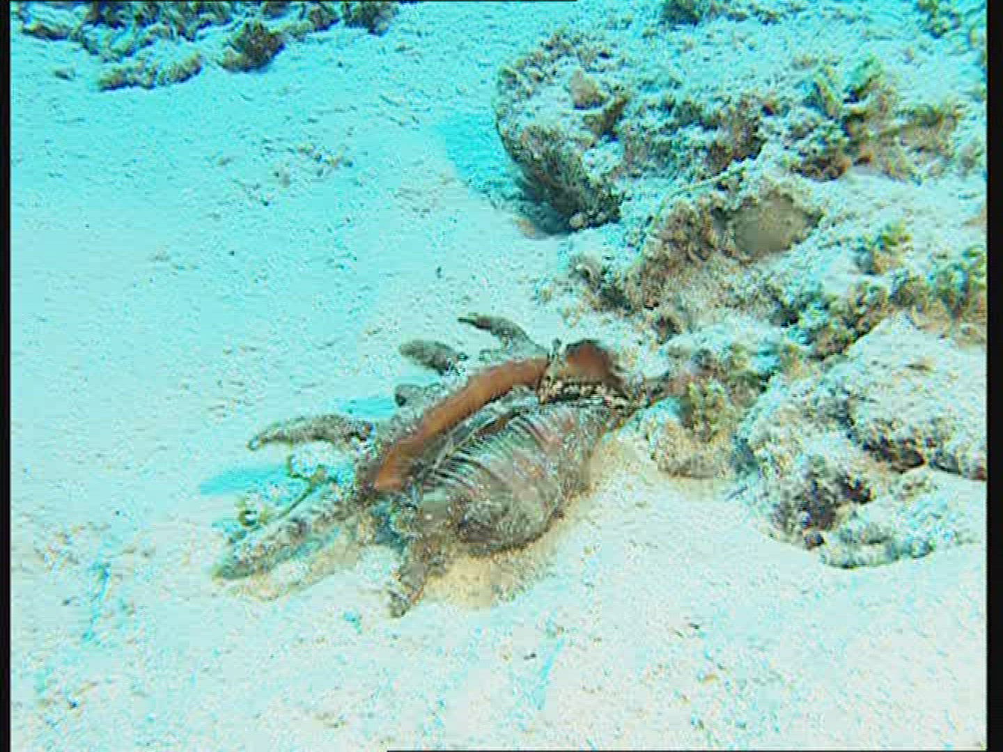 551889192 / Animal / Great Barrier Reef / Australia
