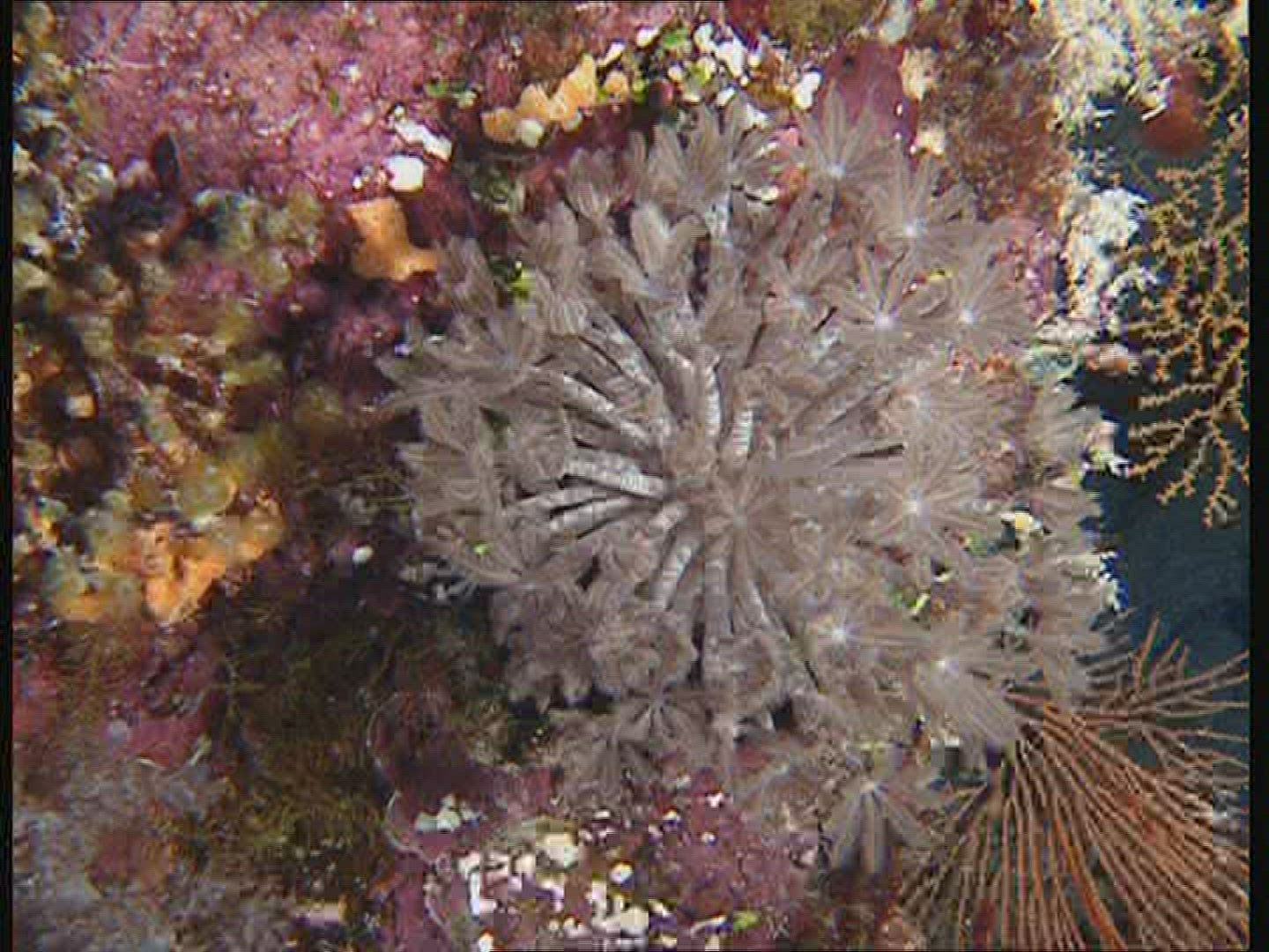 237726427 / Animal / Great Barrier Reef / Australia