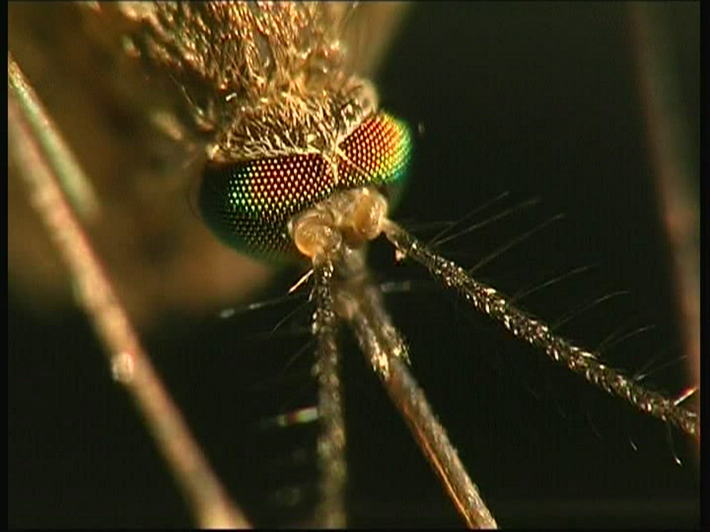 843414860 / Mosquito / Head