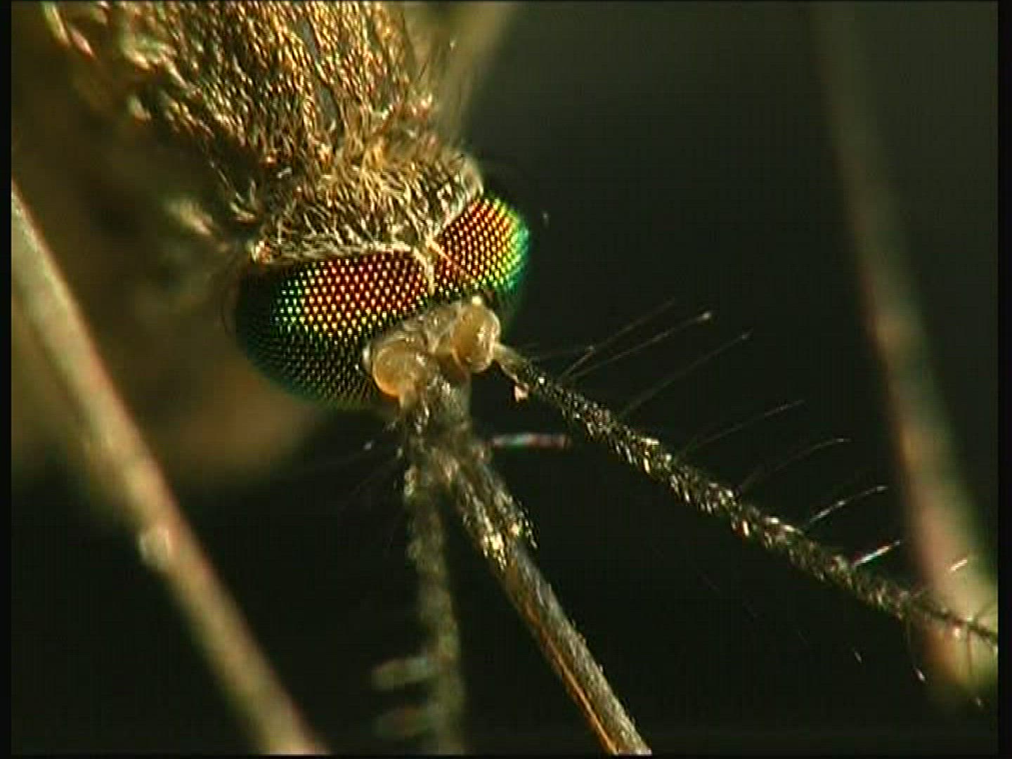 327046818 / Mosquito / Head