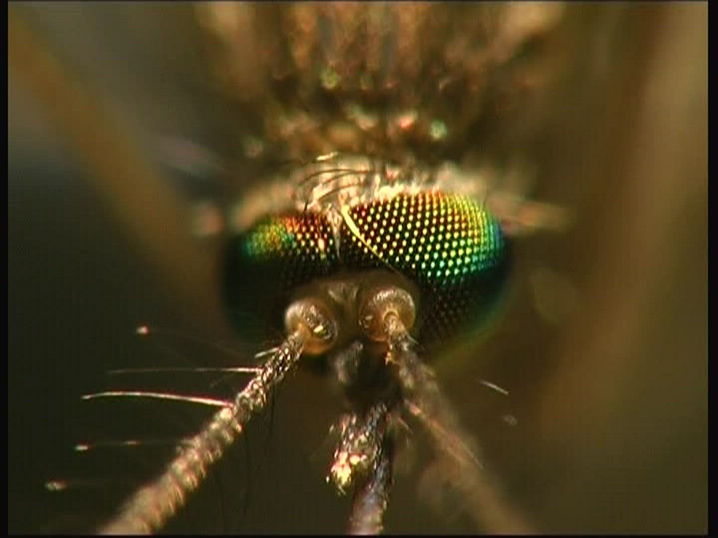 778871759 / Mosquito / Head