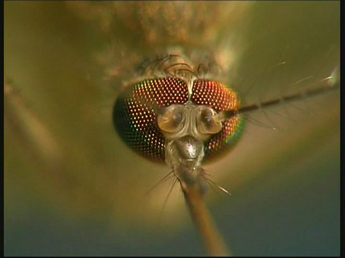 314413103 / Mosquito / Head