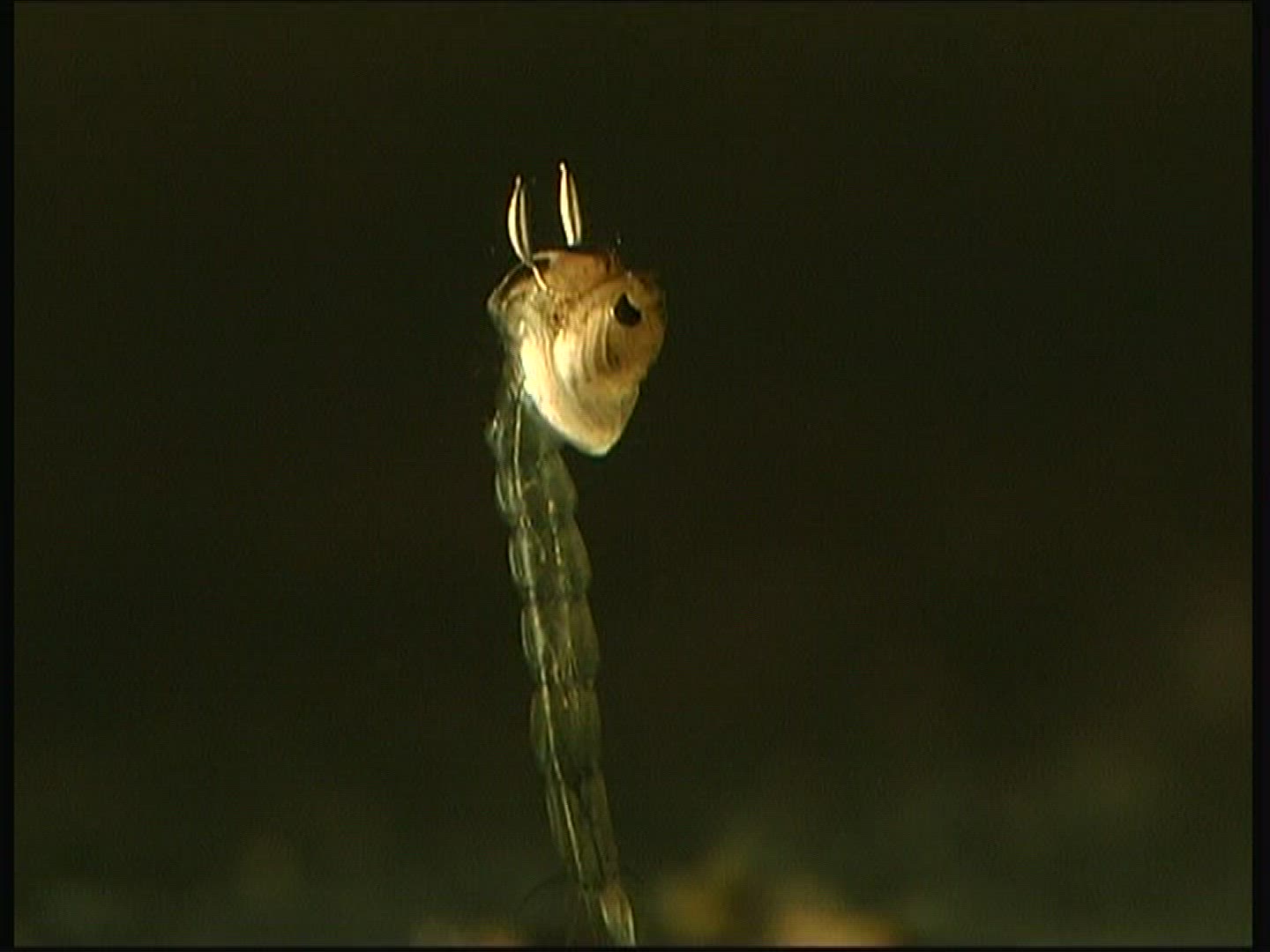 110257932 / Midge / Larva / Underwater Shot