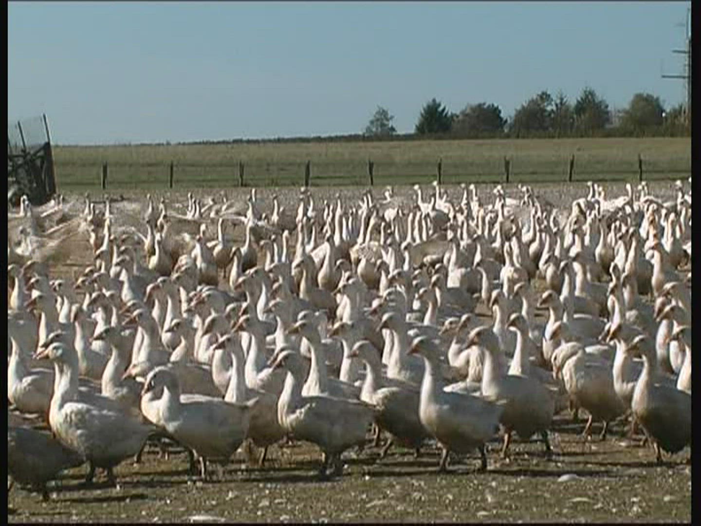 710670154 / Goose / Keeping of Animals / Germany