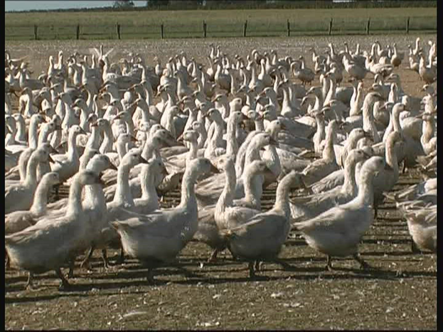 877897484 / Goose / Keeping of Animals / Germany