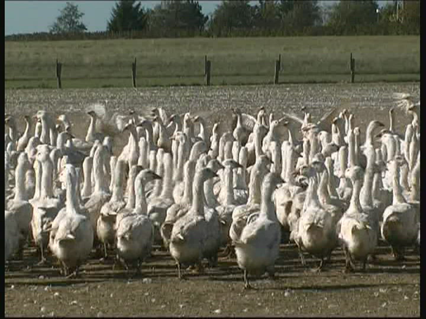 461355154 / Goose / Keeping of Animals / Germany