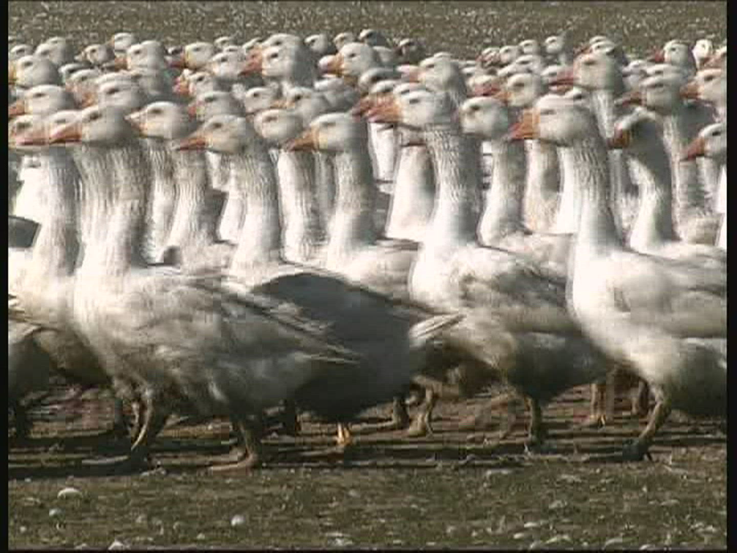 543699453 / Goose / Keeping of Animals / Germany