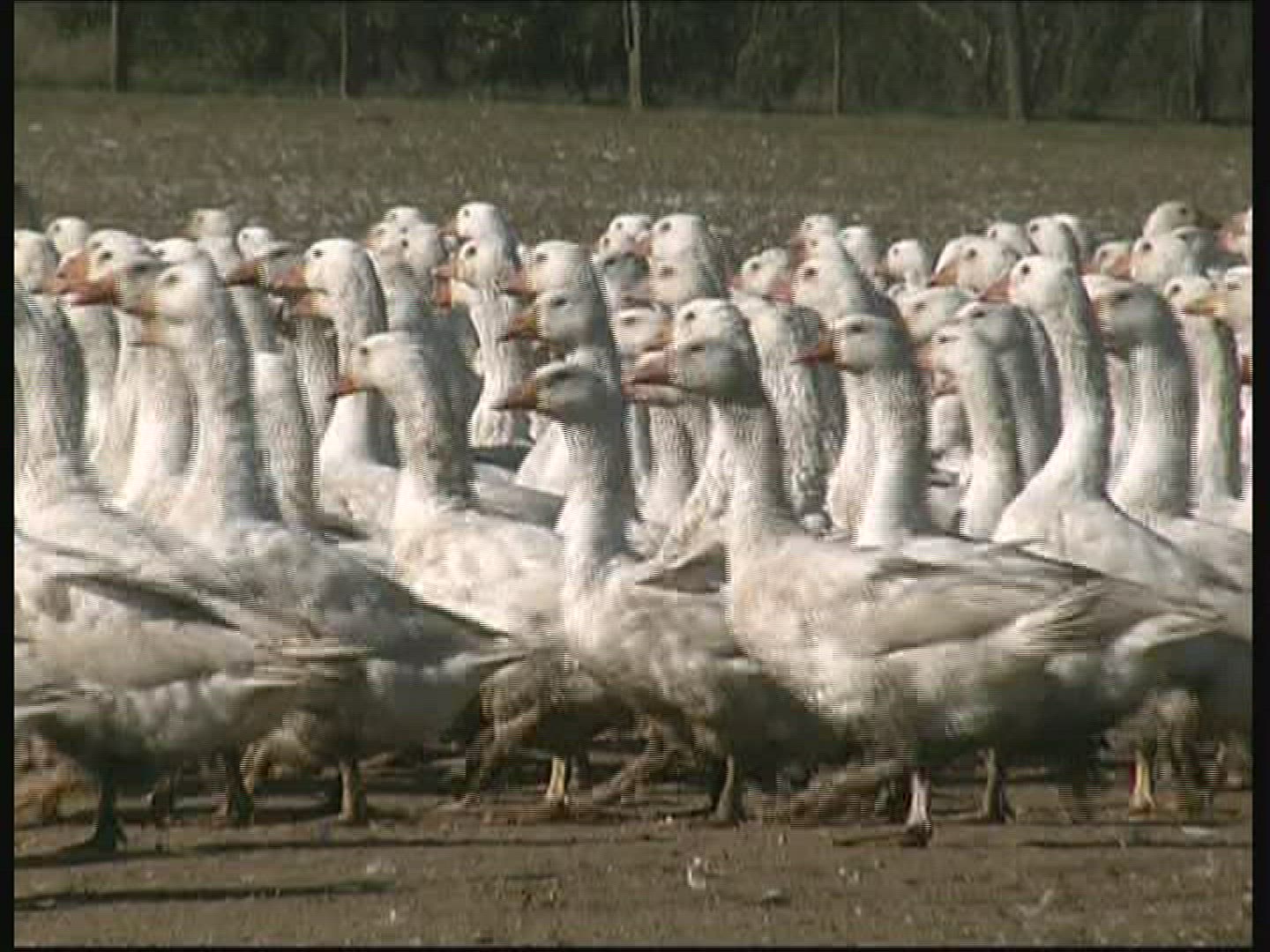 977459808 / Goose / Keeping of Animals / Germany