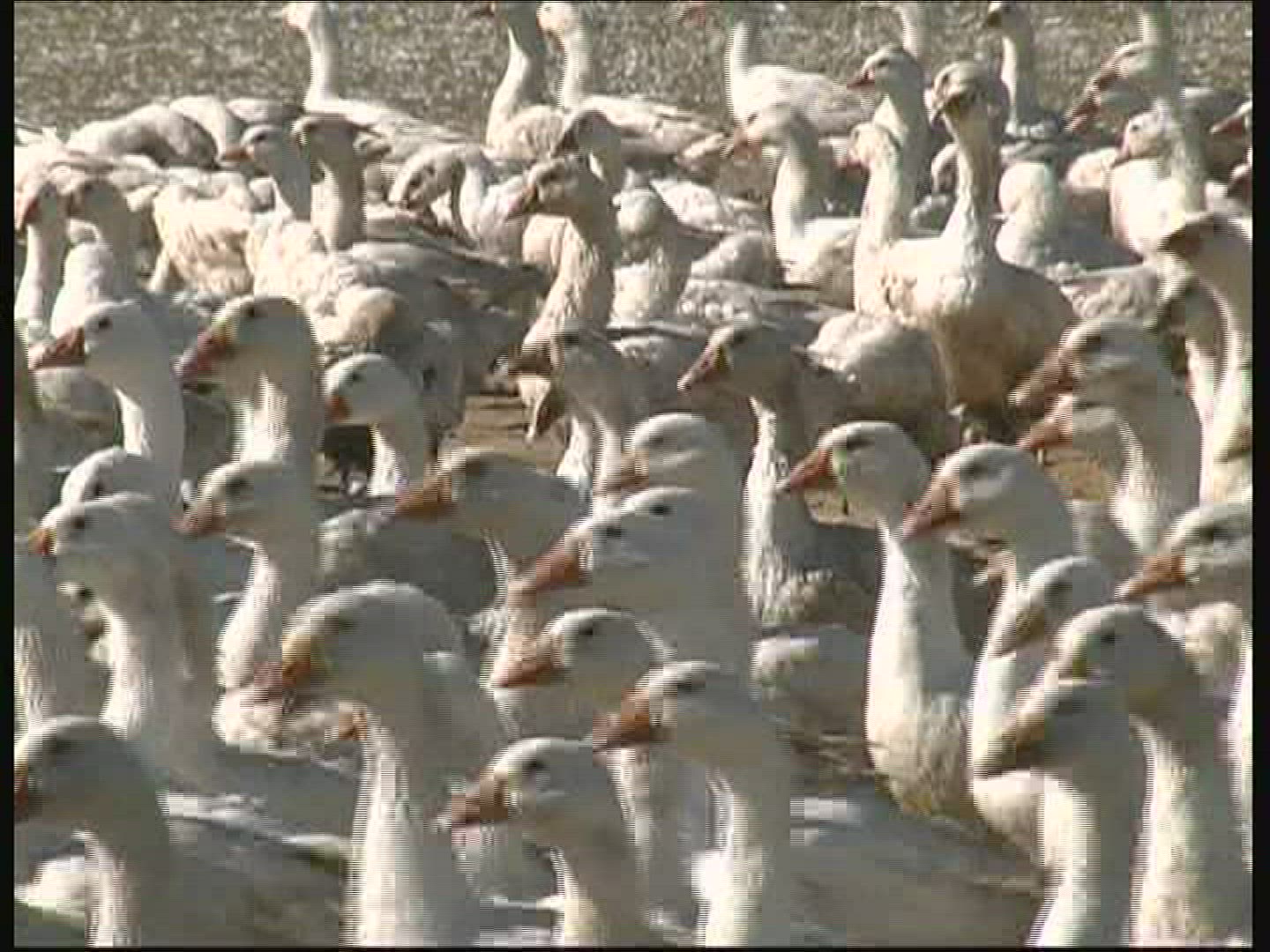 318222995 / Goose / Keeping of Animals / Germany