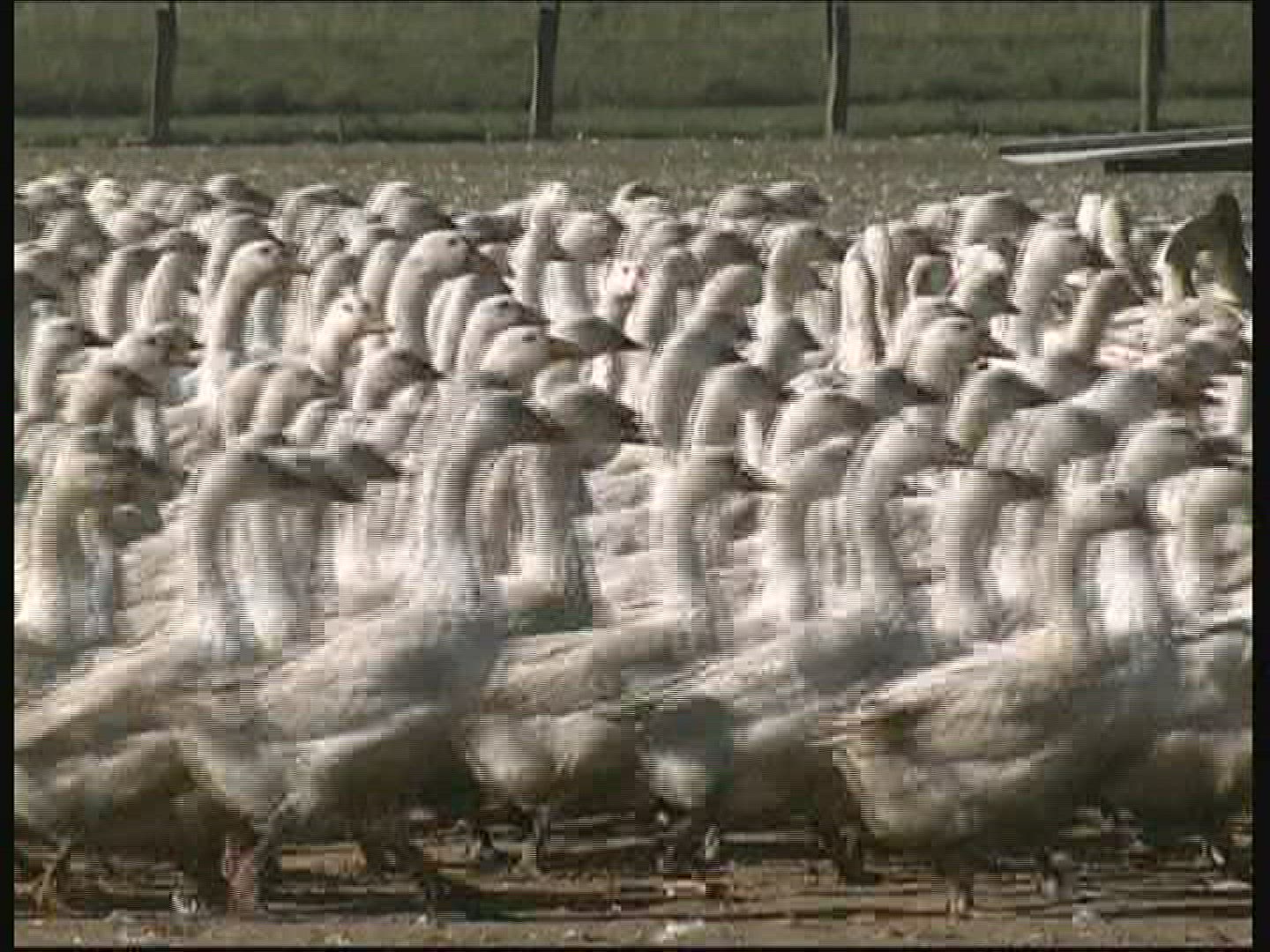 726910218 / Goose / Keeping of Animals / Germany