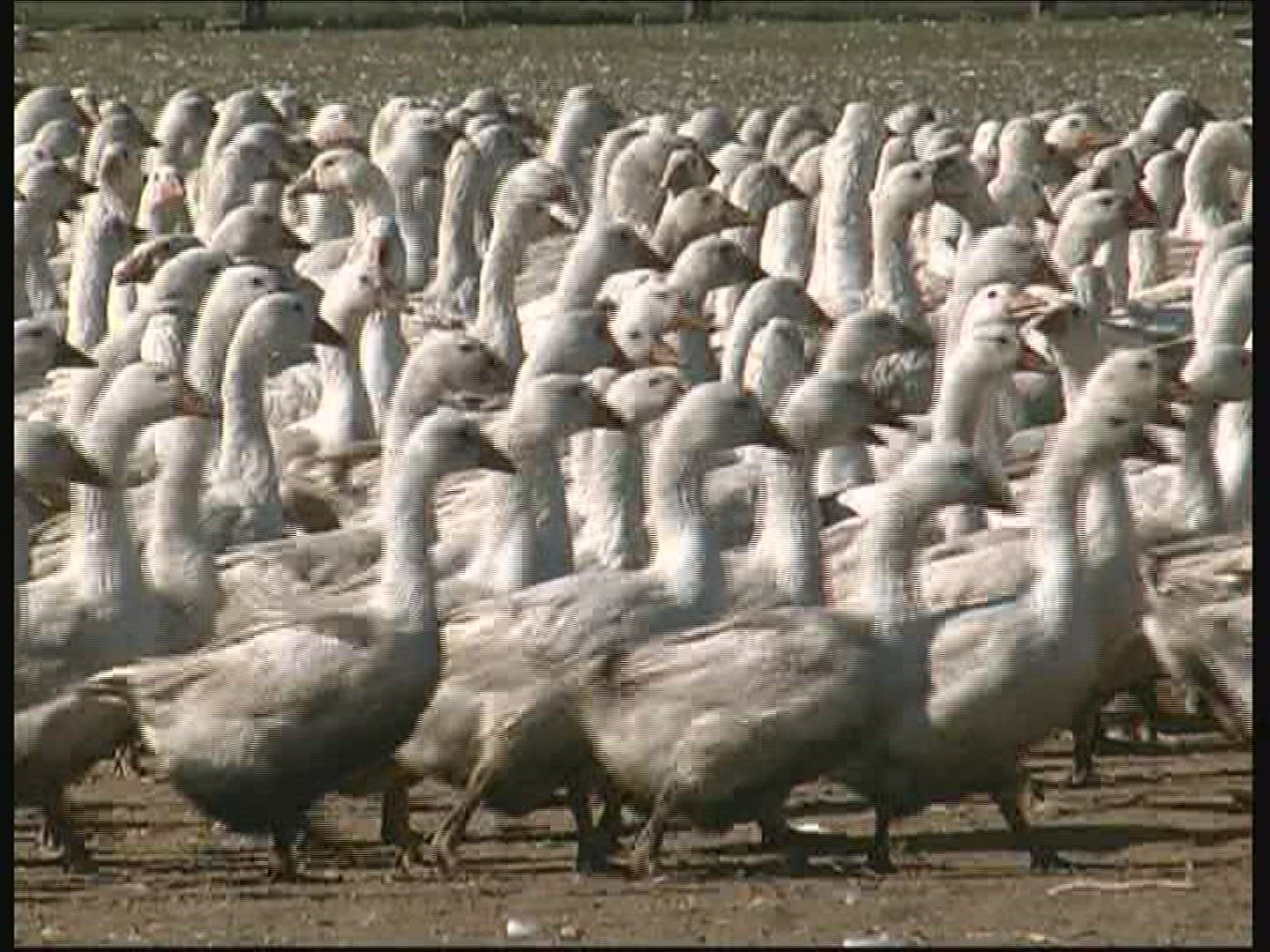 602273010 / Goose / Keeping of Animals / Germany