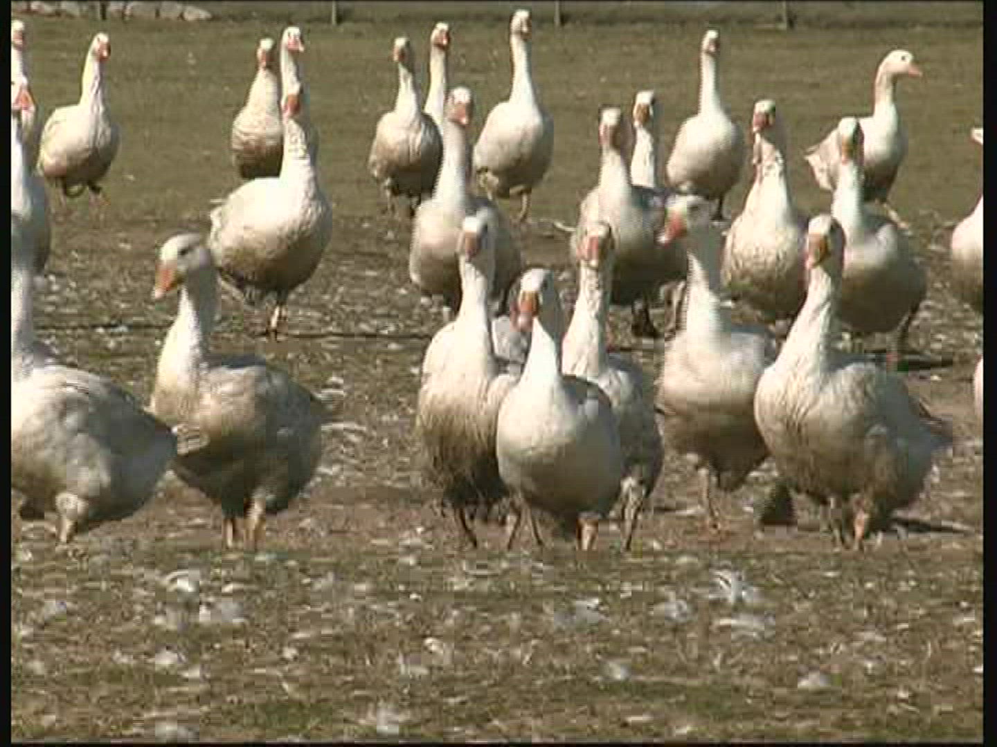 228611151 / Goose / Keeping of Animals / Germany