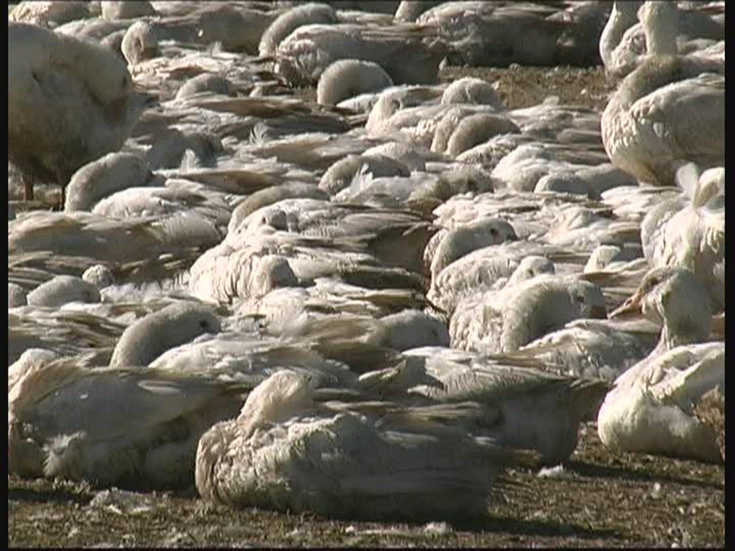 256825053 / Goose / Keeping of Animals / Germany