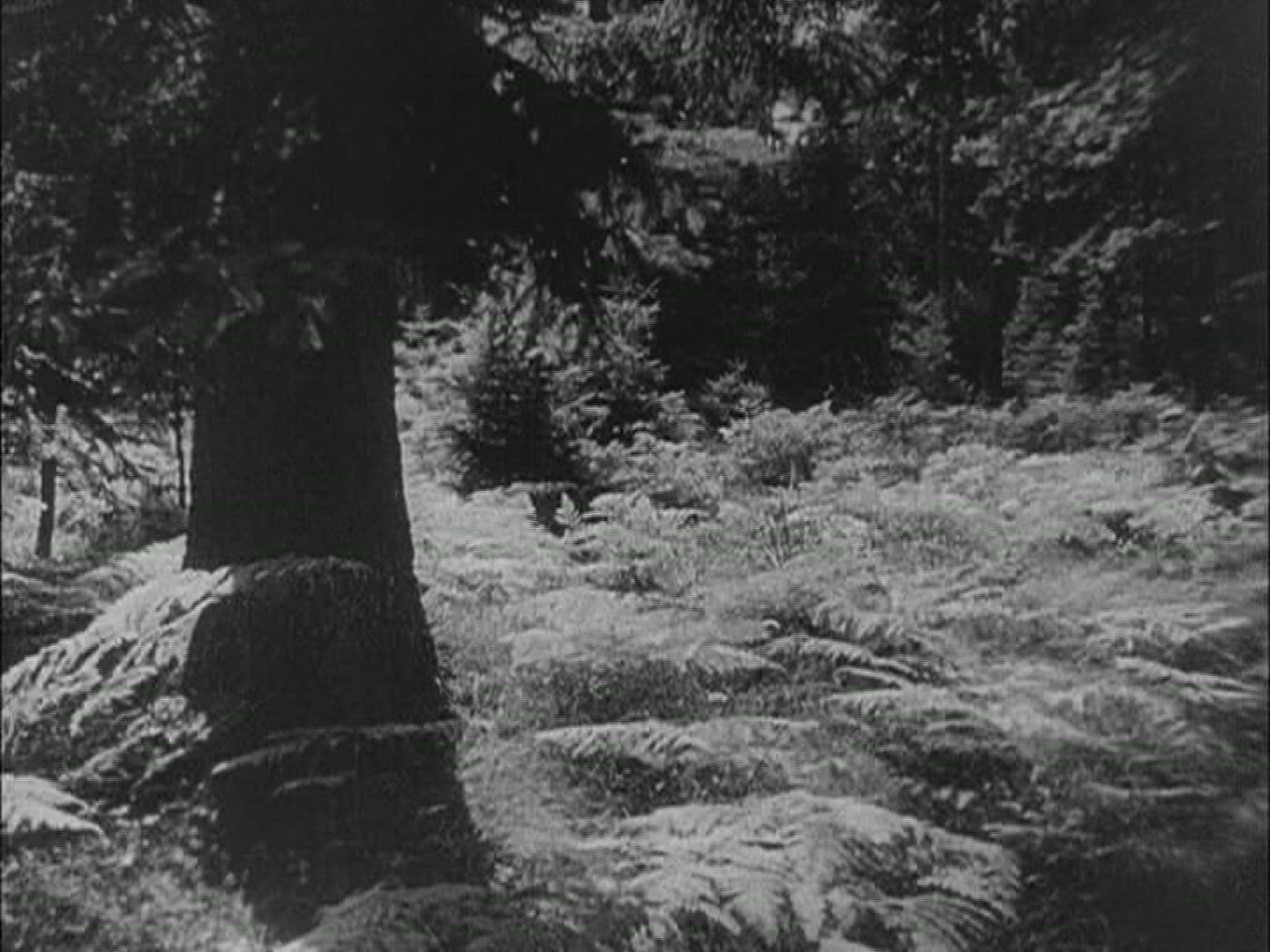 895197783 / Forest / Prussia / 1950-1959