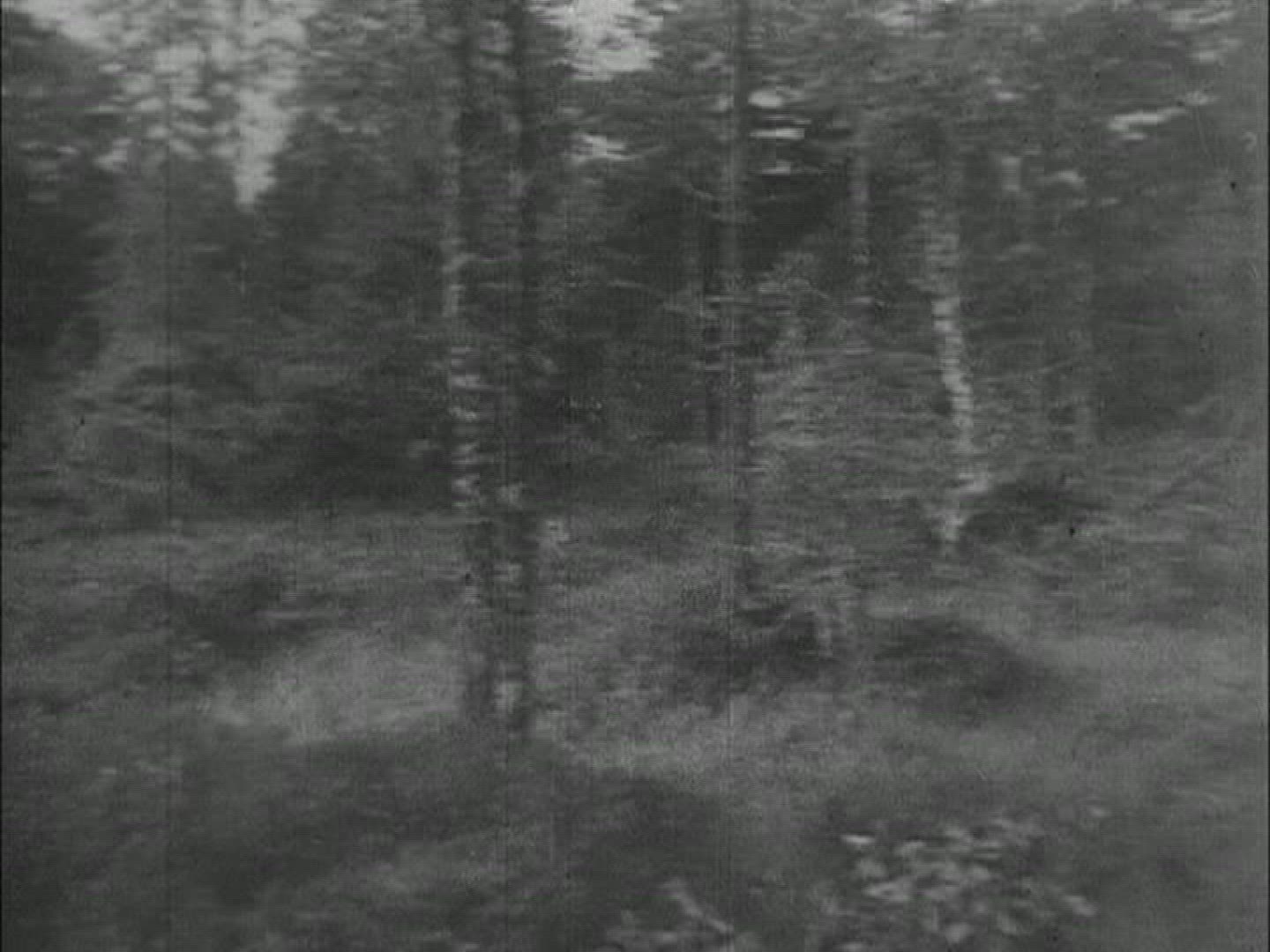 925122797 / Forest / Prussia / 1950-1959
