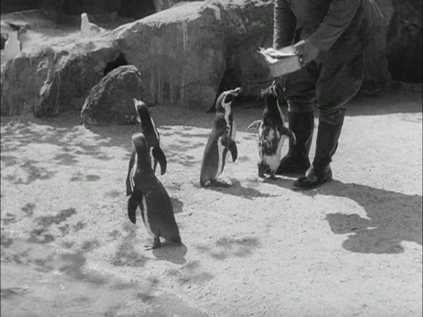 539574479 / Zoo / Berlin / Germany / 1957