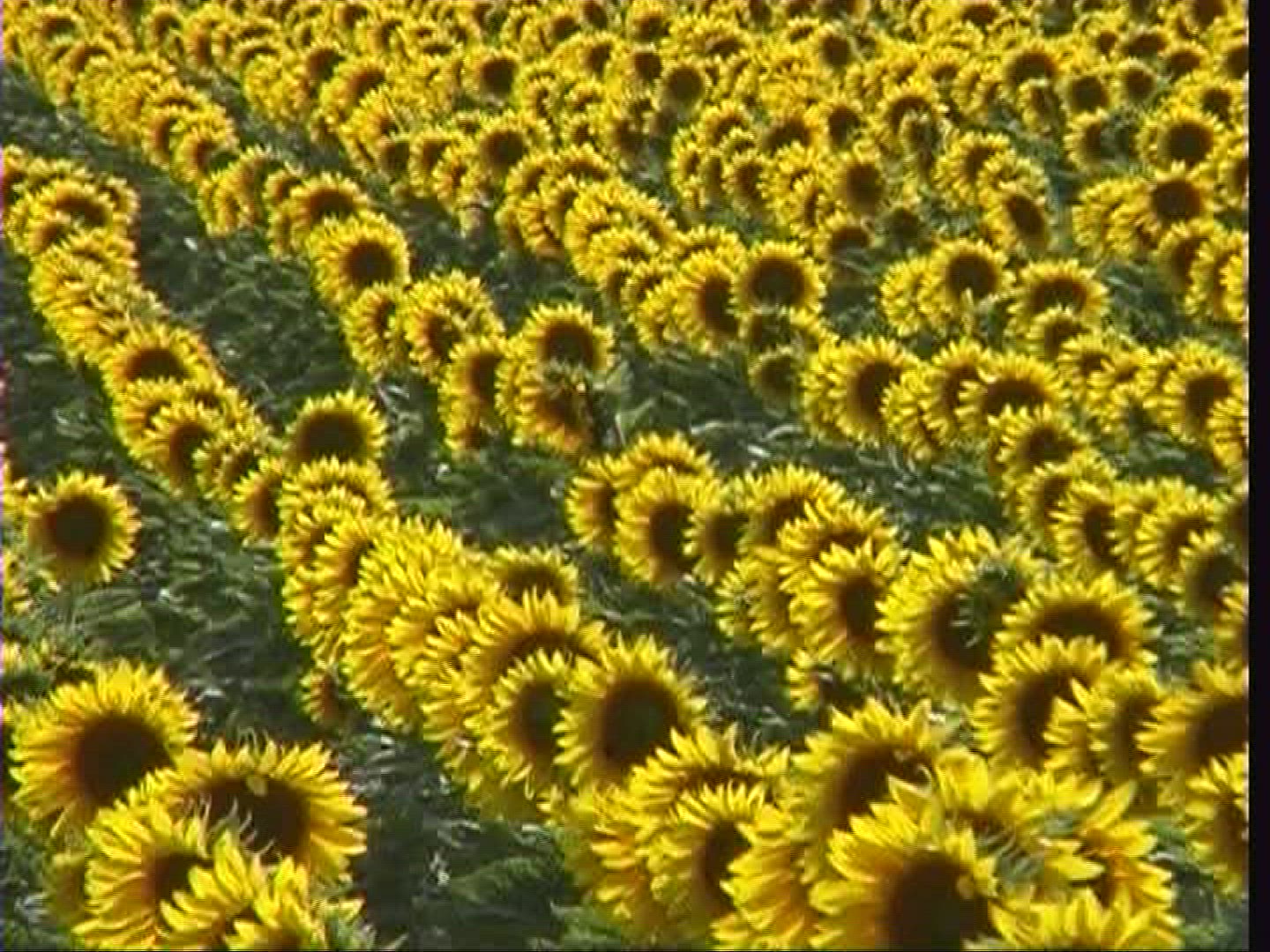 827158050 / Sunflower / Field / Spessart / Germany
