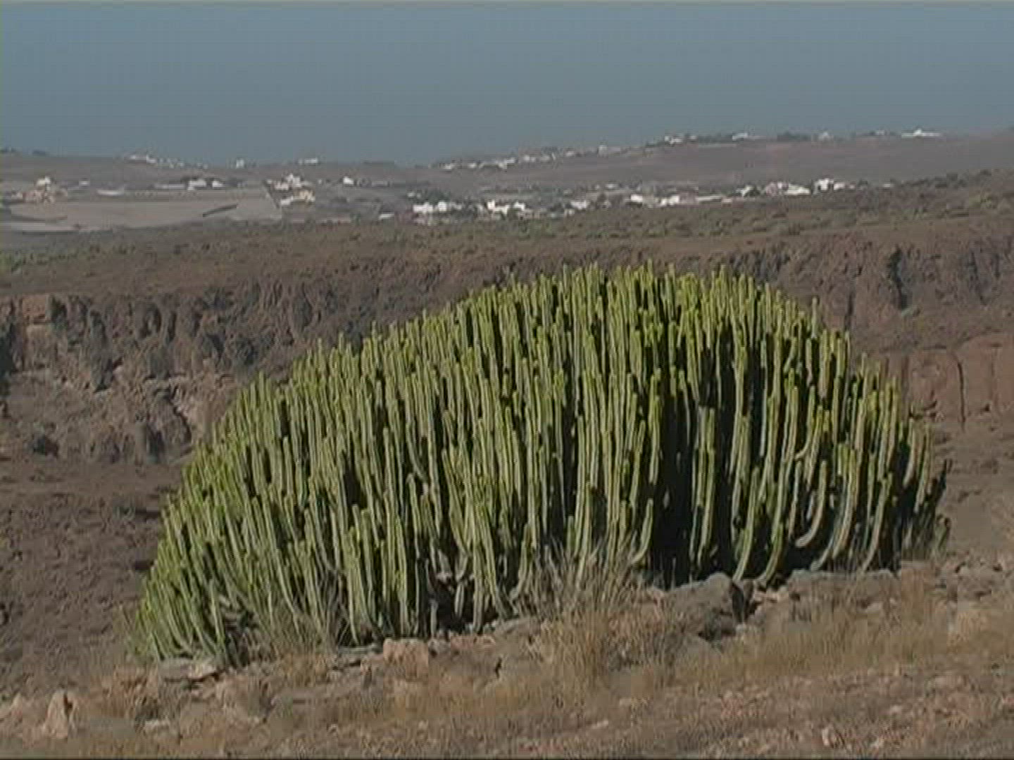 985526581 / Canary Island Spurge / Canary Islands